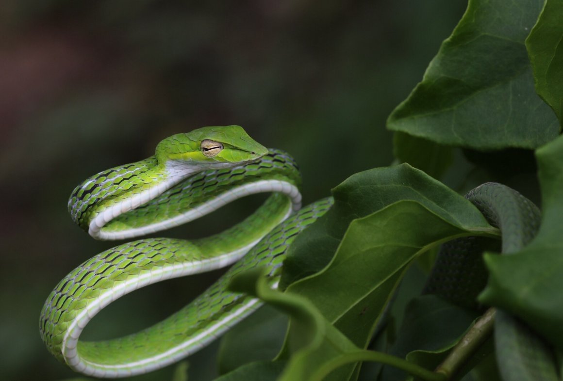 Тропическая змея 4. Земноводные гадюка. Земноводные змеи. Тритон змея. Хлобно Кровная амфибия змея.