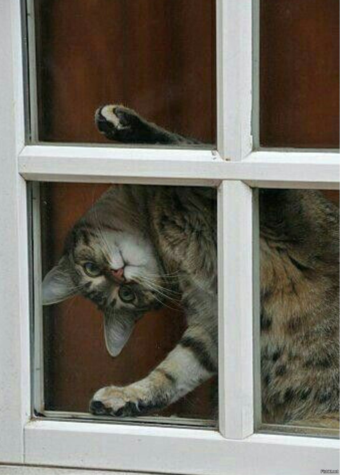 В окно весело играя. Кот ждет. Кот на окне. Кот ждет у окна. Котенок ждет.