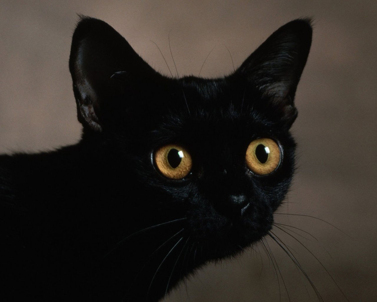 Черная кошка 11. Охос азулес кошка черная. Охос азулес черный с голубыми глазами. Алтайская голубоглазка Охос азулес. Охос азулес кошка с голубыми глазами.