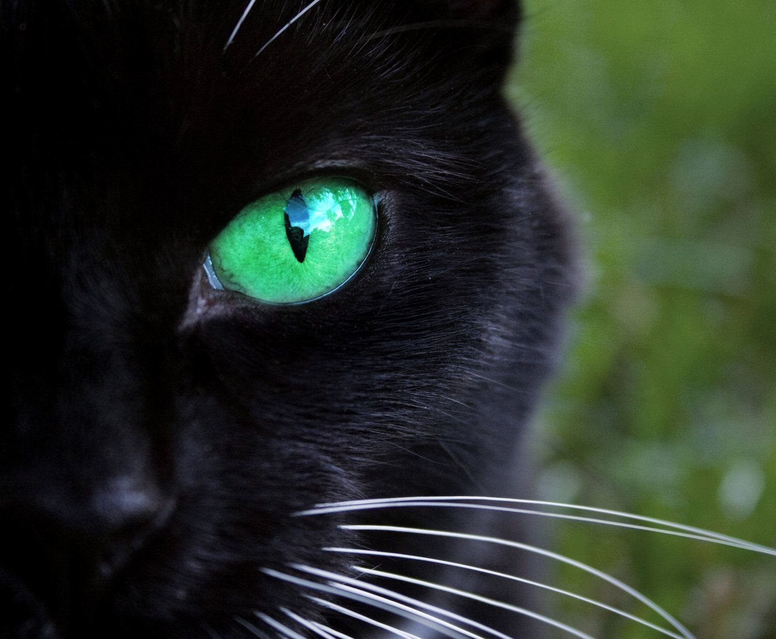 Черный зеленый глазками. Чёрный кот. Черная кошка с зелеными глазами. Чёрный кот с зелёными глазами. Глаза кошки.