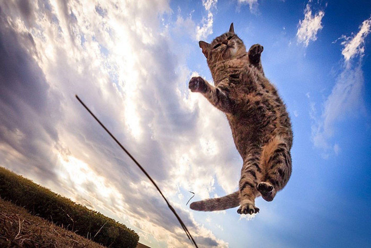 Кошки полетели. Летающий кот. Кошка в прыжке. Кот в полете.