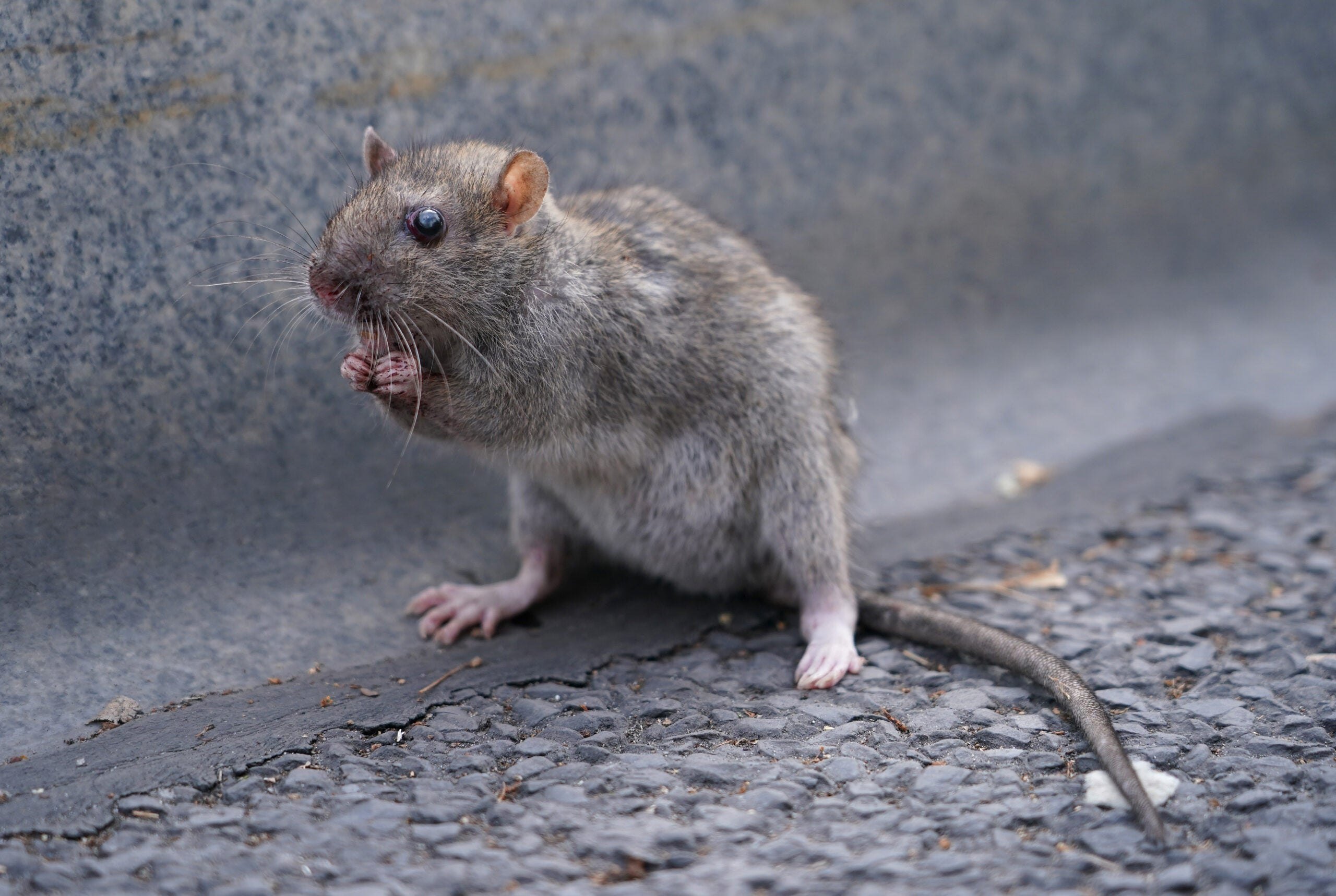 Какой тип развития характерен для серой крысы. Бесхвостая крыса Манкс. Капюшонная крыса. Long-Evans крысы. Крыса фото.