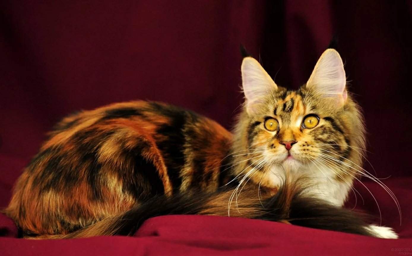 Черепаховый окрас кошки фото. Мейн кун Калико. Мейн кун трехцветный. Мейн кун пятнистый. Черепаховый кот порода.