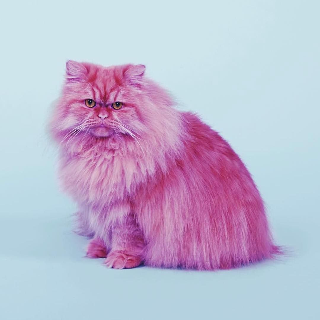 Кошка розовая глаза. Экзот лиловый. Розовый кот. Розовая кошка.