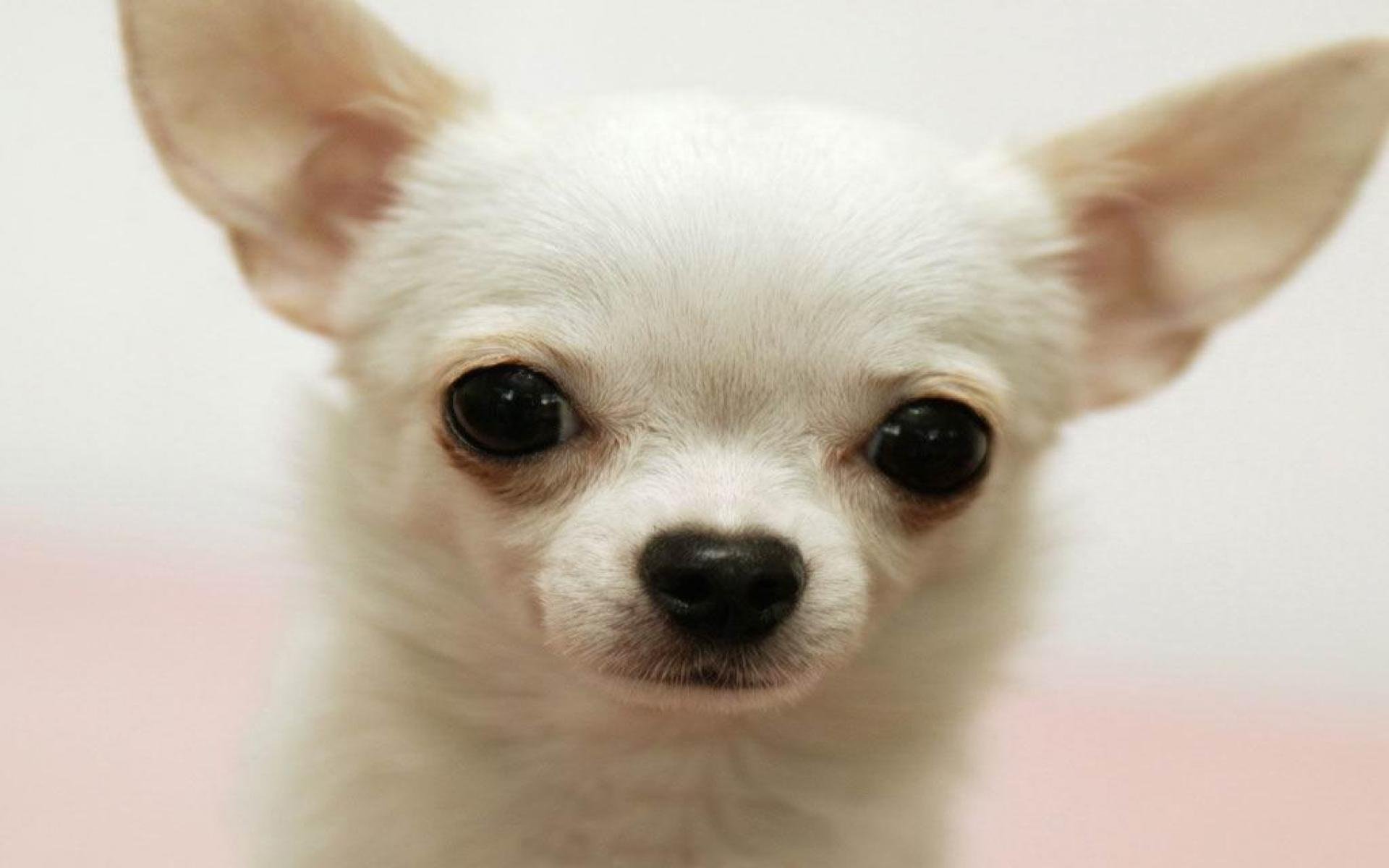 Породы маленьких собак чихуахуа. Порода собак чихуахуа. Маленькая собачка чихуахуа. Чихуахуа Пучеглазик. Собака чихуа Хуа Хуа.