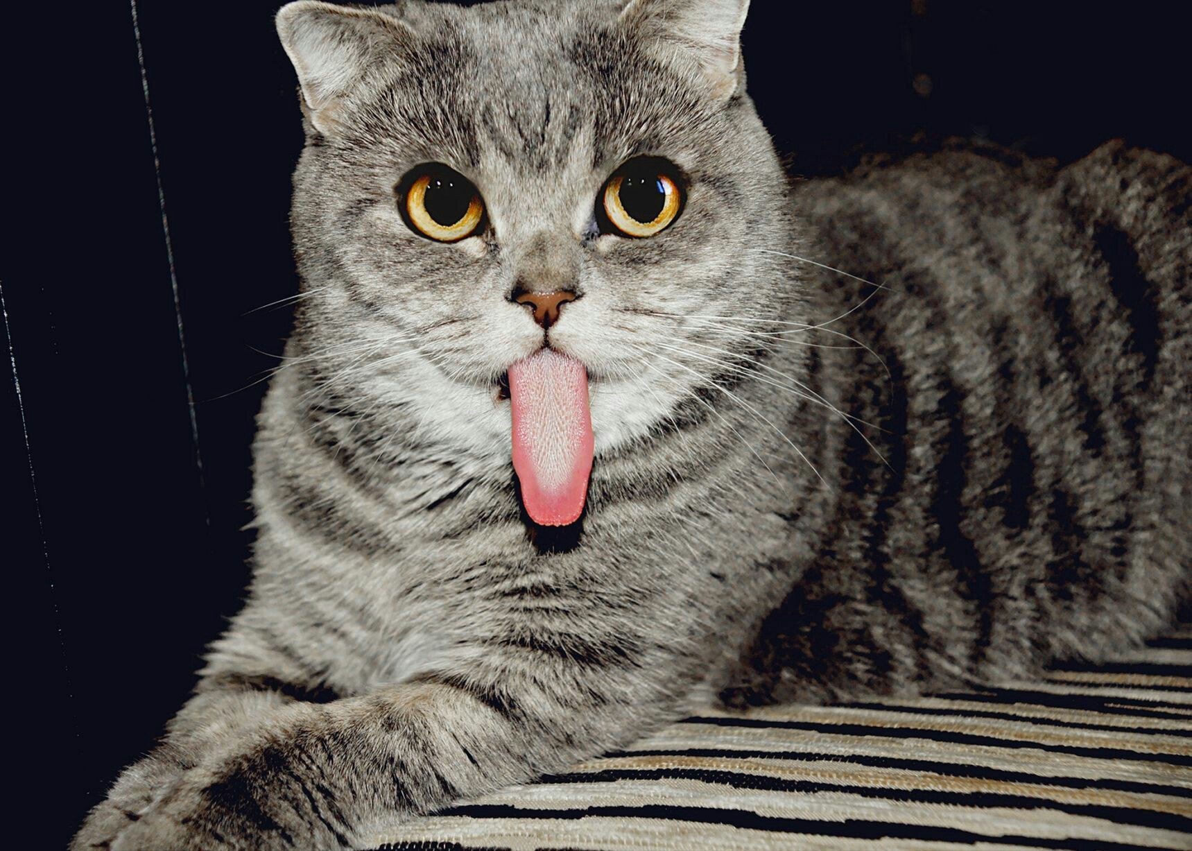 Кот удивление. Удивленный кот. Кот показывает язык. Котенок с высунутым языком.