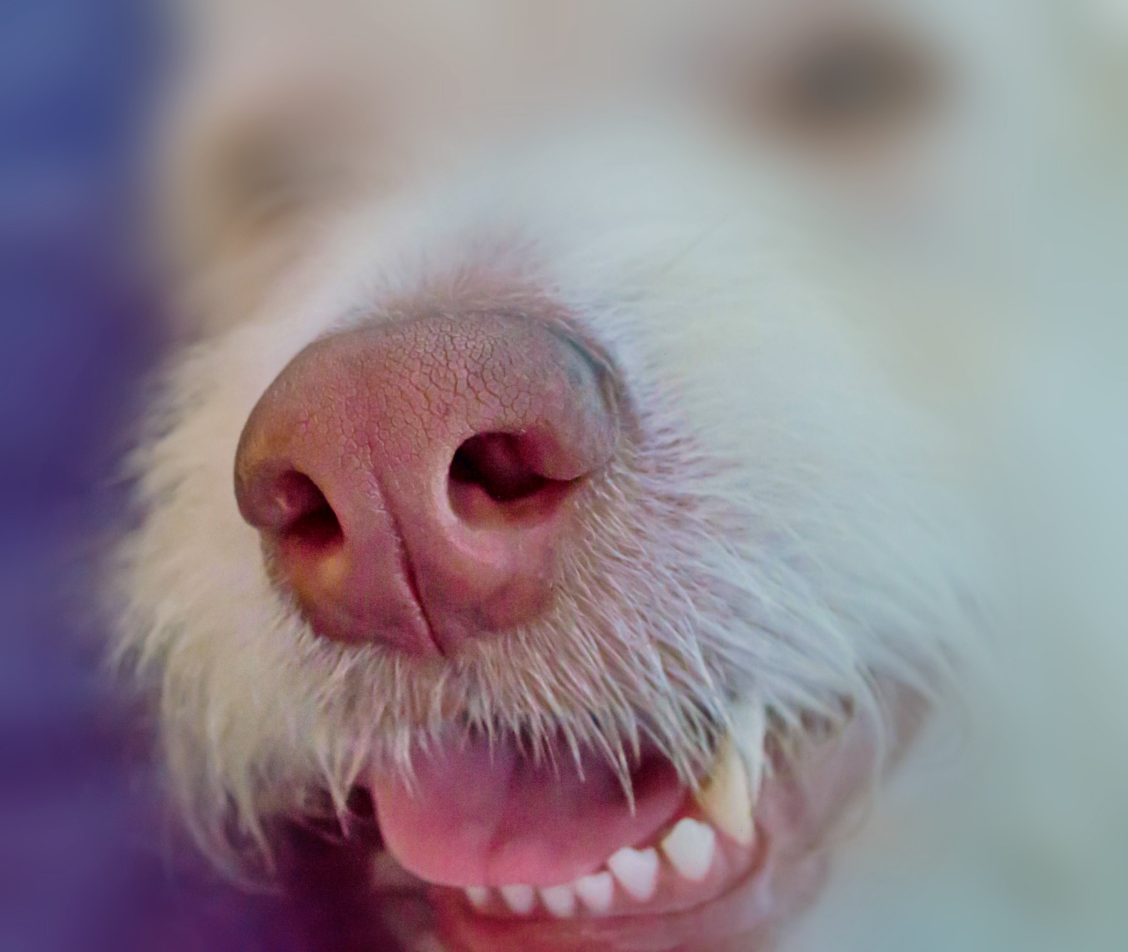 Какой нос у щенка. Носы животных. Нос собаки. Розовый нос.