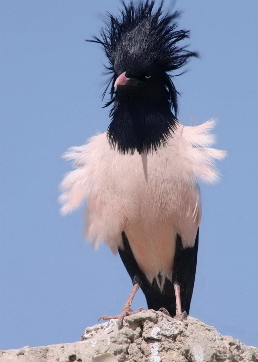Птица с черным хохолком