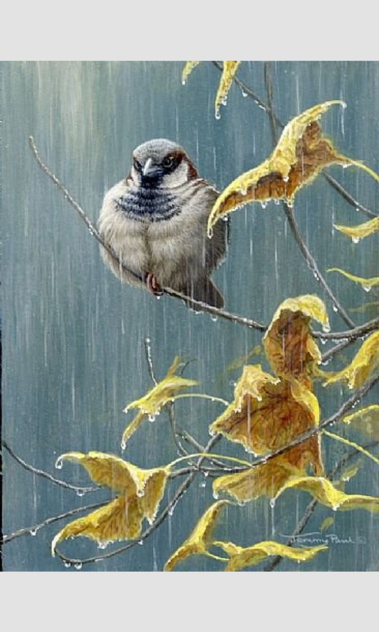 Птицы тоже ведут себя по разному. Птицы художника Пауль Роллинс. Художник Jeremy Paul. Птицы дождя. Осень птицы.