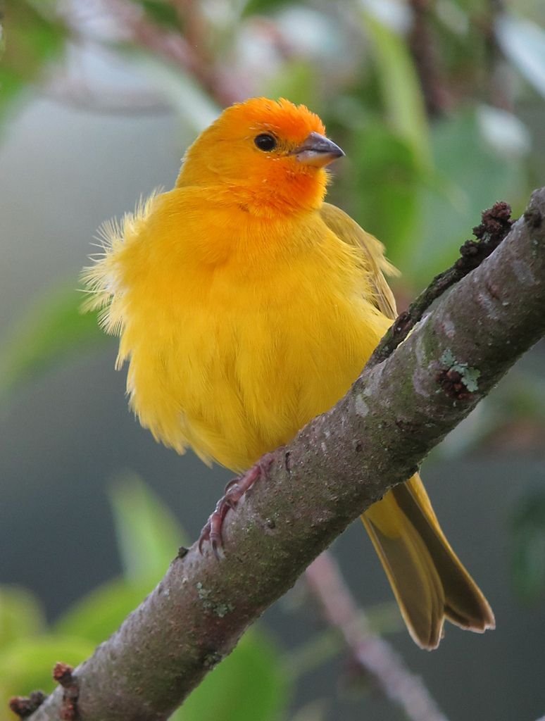 Маленькая оранжевая птичка фото. Желтая танагра. Желтый Кардинал. Шафрановый вьюрок. Оранжевая канарейка.