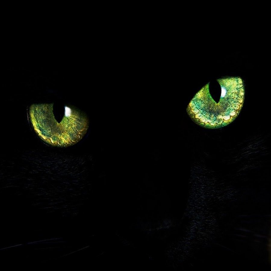 Черный зеленый глазками. Глаза кошки. Черная кошка с зелеными глазами. Кошачий глаз зеленый. Красивые кошачьи глаза.