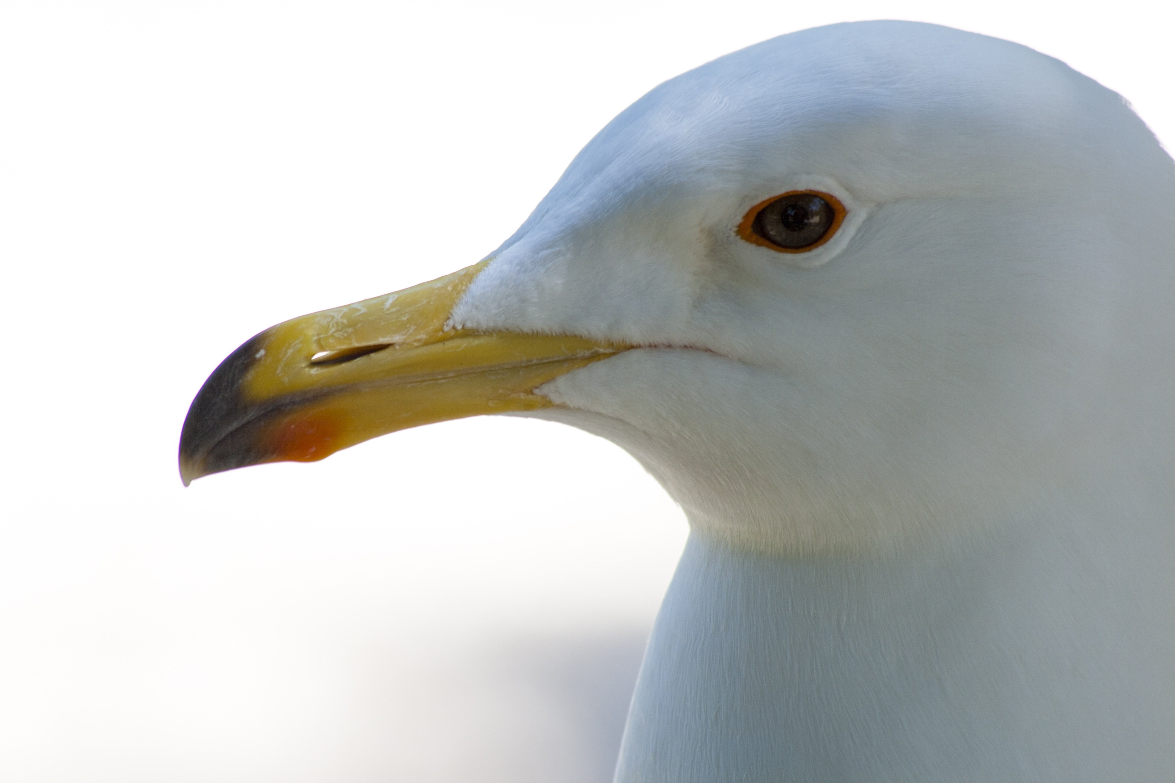 Птицы какое лицо. Альбатрос с желтым клювом. Чайка Альбатрос клюв. Клюв Альбатроса. Белый Альбатрос.