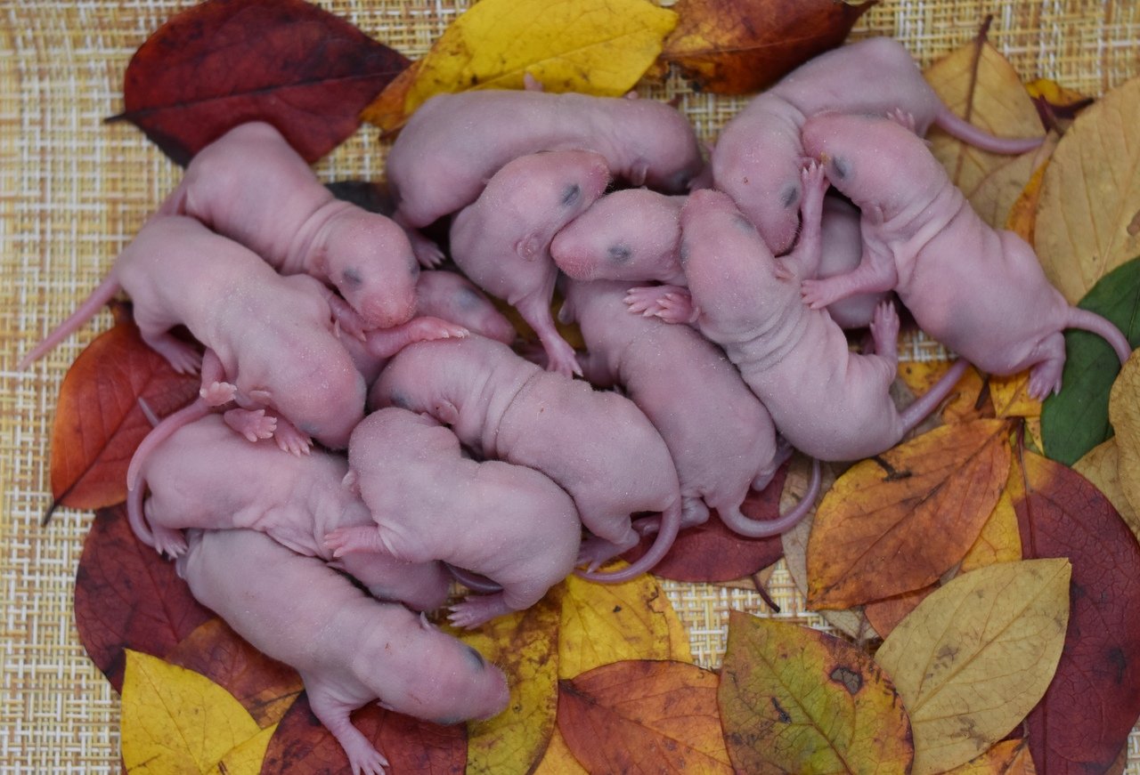 Новорожденные мыши осенью по неделям
