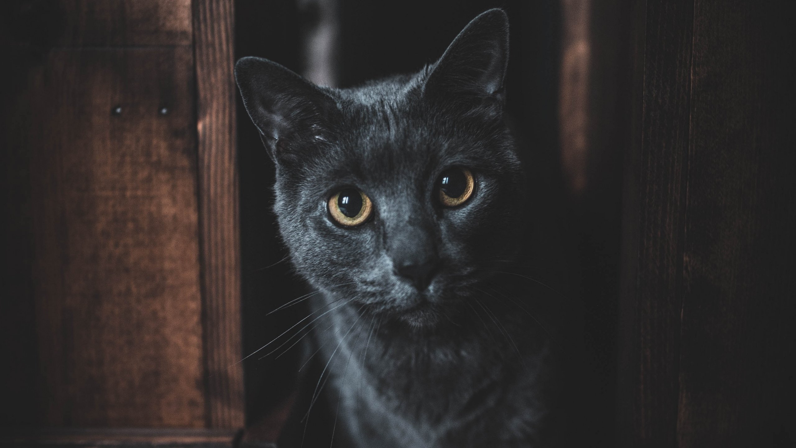 Кошка фул. Темно серый кот. Кот в темной комнате. Черная кошка с желтыми глазами. Черная кошка обои.