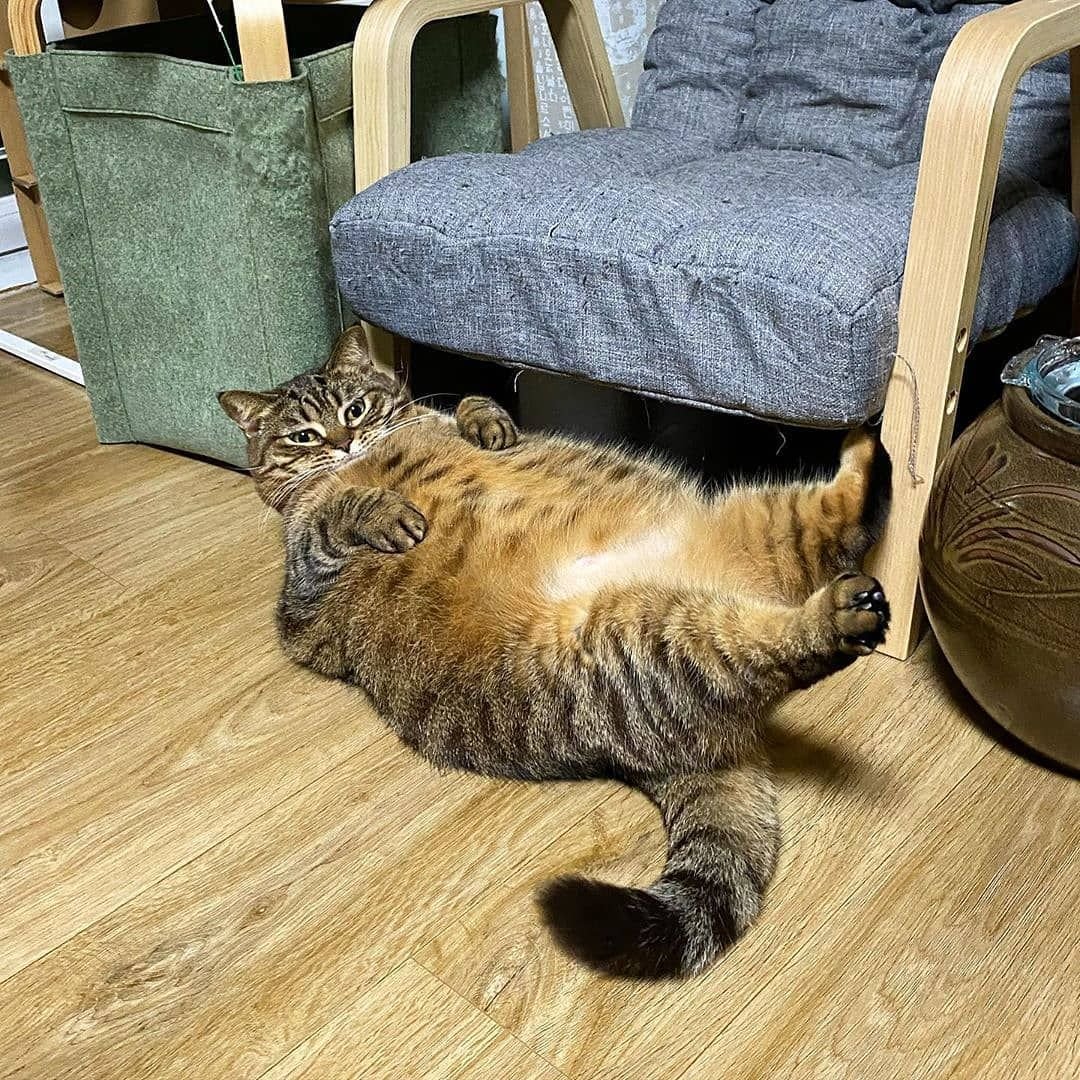 Толстый вальяжный кот
