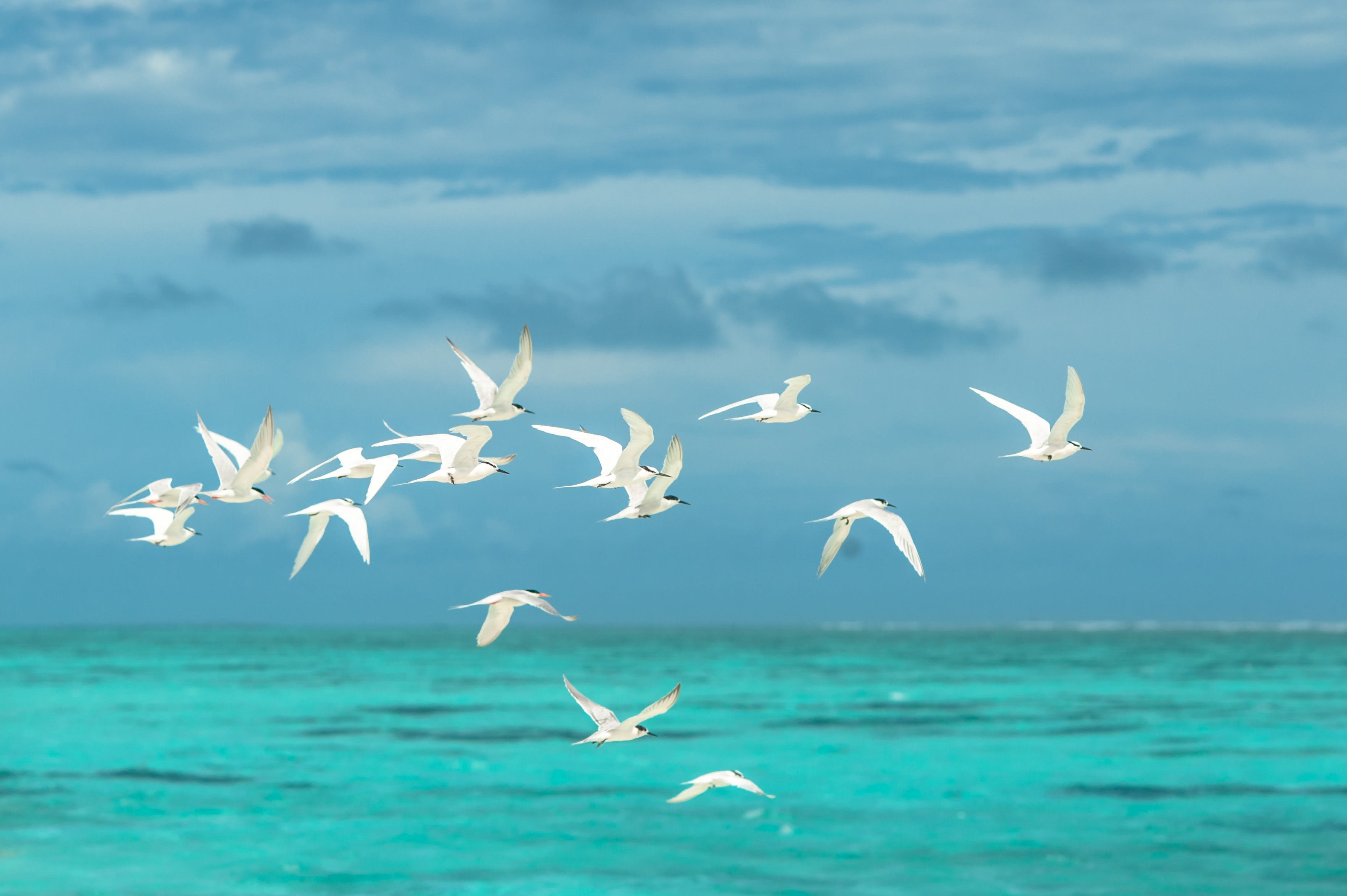 Птицы белые летели и кричали текст. Море, Чайки. Птицы над морем. Море солнце Чайки. Птицы в небе.