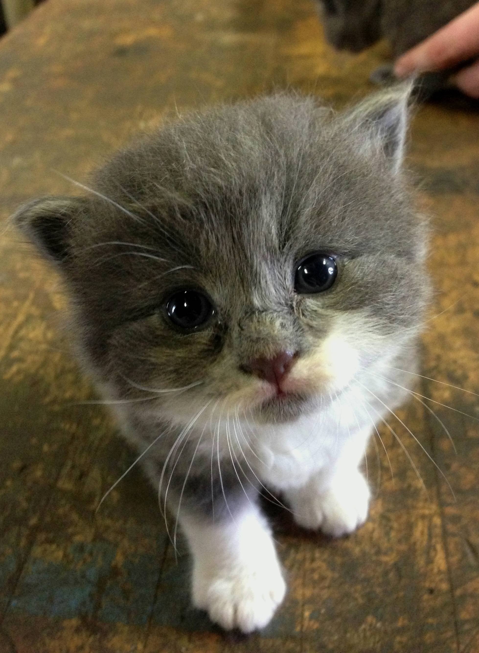 Покажи фотку. Маленький грустный котенок. Милый грустный котенок. Самые милые котики в мире. Любопытный котенок.