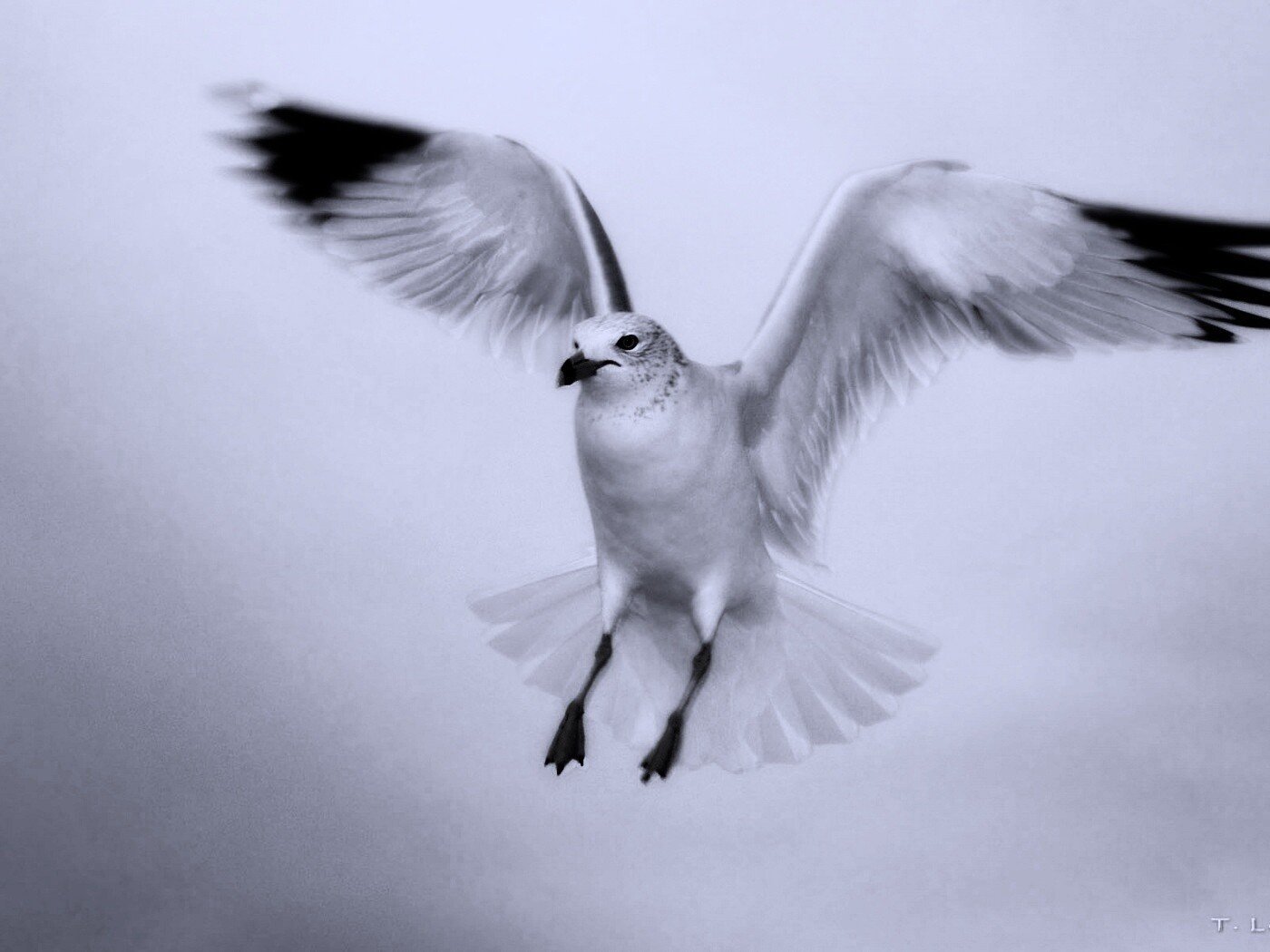 Белая птица с серыми крыльями