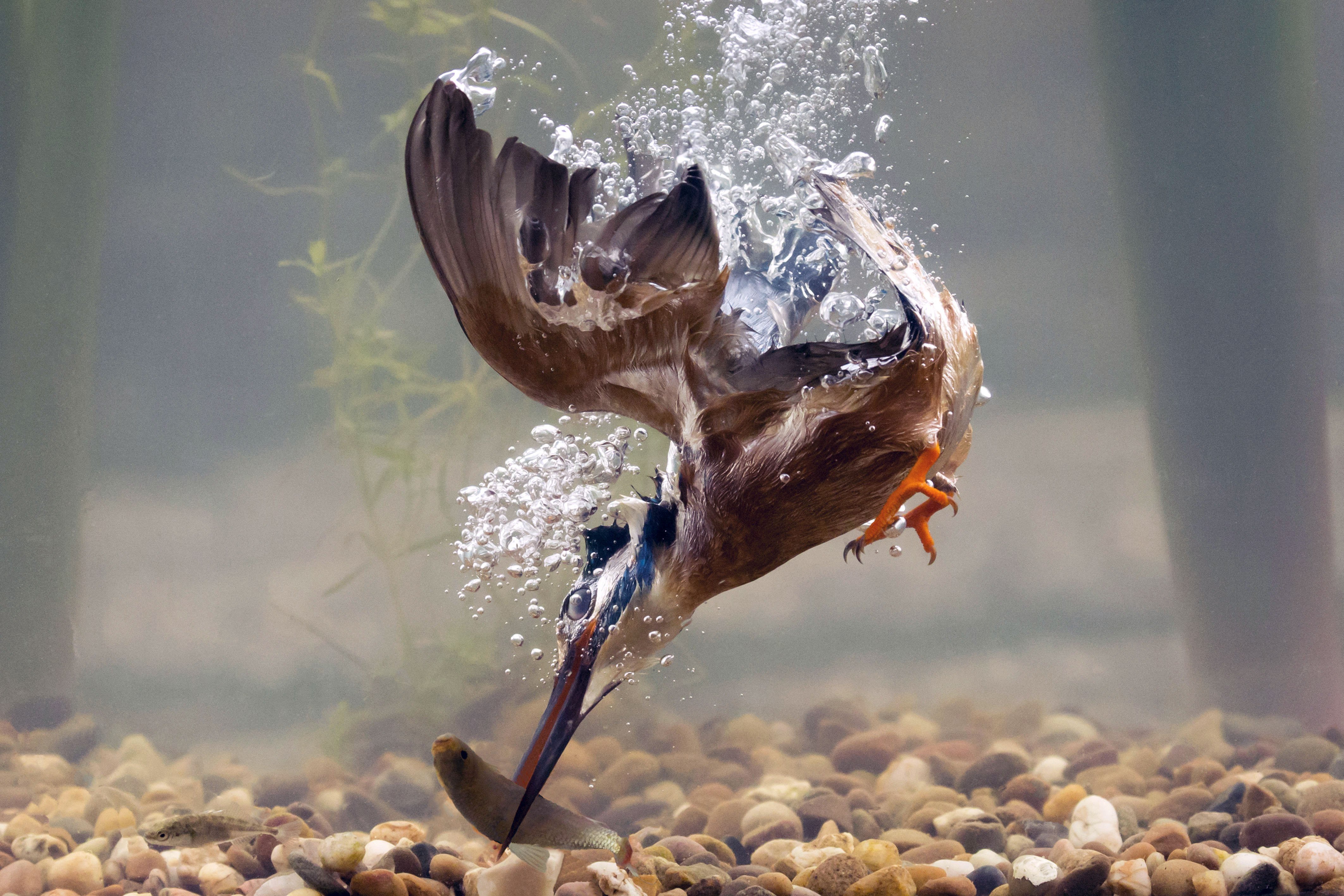 Животные живущие без воды. Птицы на воде. Ныряющие птицы. Птица ныряющая в воду. Птицы которые ныряют за рыбой.