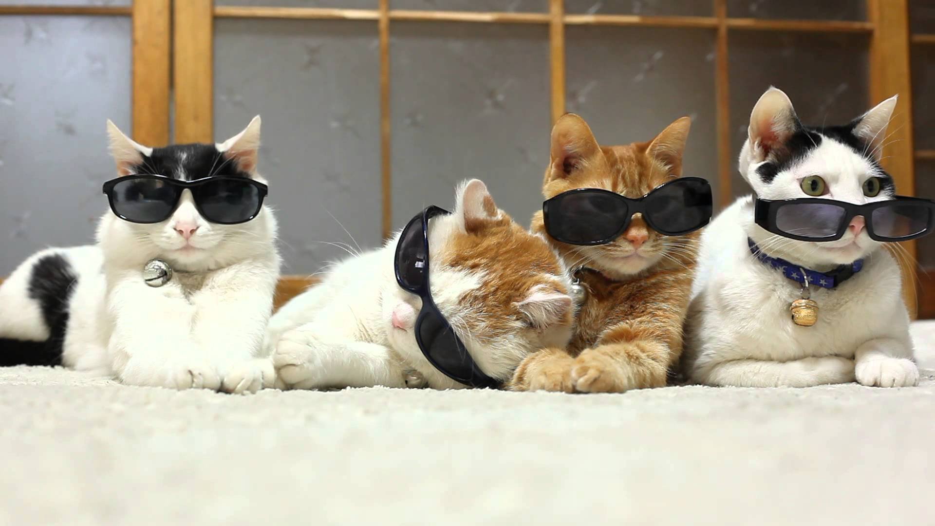 Четверо котов. Крутой кот. Три кошки. Смешные кошки. Четыре кота в очках.