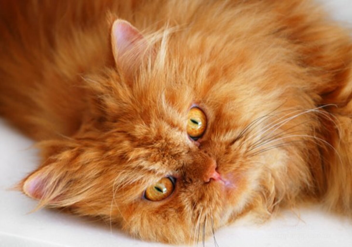 Рыжая бритая. Длинношёрстная Персидская кошка рыжий. Британская длинношёрстная кошка рыжая. Персидско Сибирская кошка рыжая. Перс кошка рыжая.