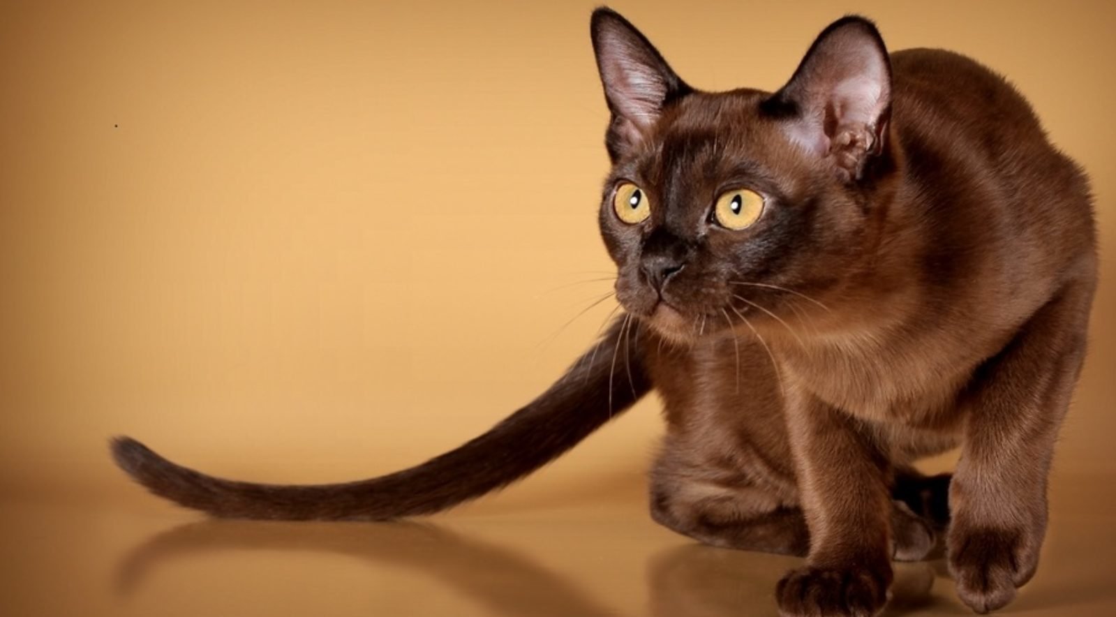 Породы коричневых котов. Бурманская кошка. Бурманская кошка европейская. Порода кошек Бурма. Бурманская кошка американская.