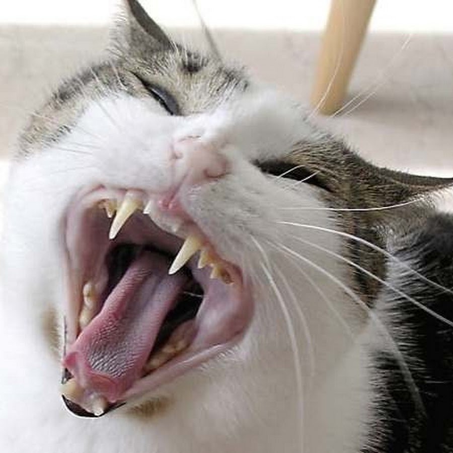 Кошка без зубов. Кальцивироз кальцивироз.