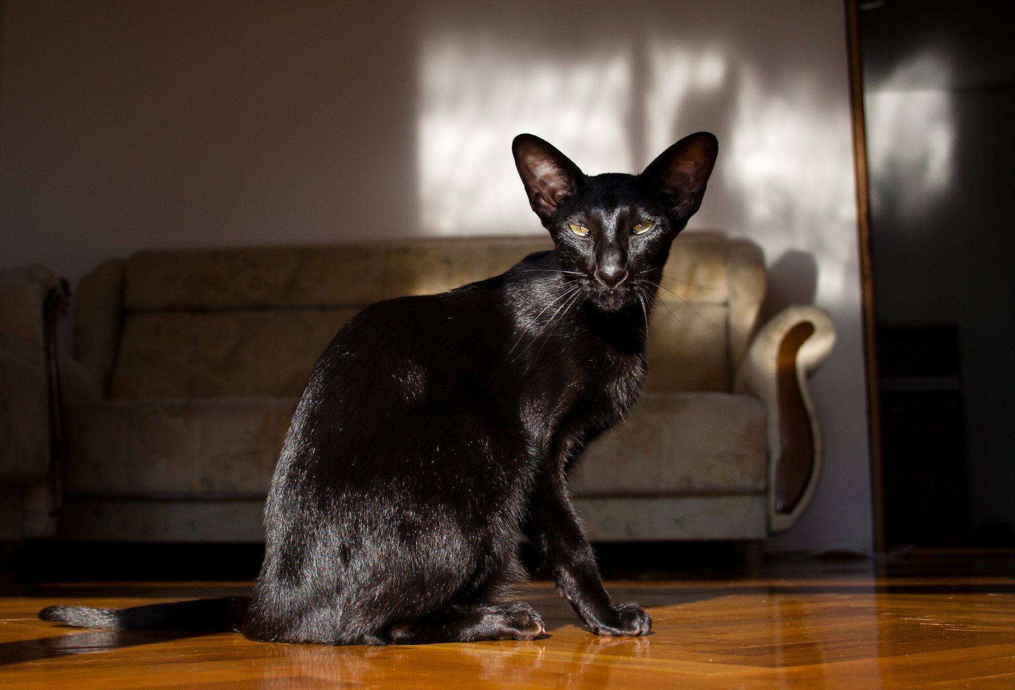Рассмотрите фотографии кошки породы ориентальная. Порода кошек Ориентал. Черный кот породы Ориентал. Ориентальная короткошерстная кошка. Ушастый кот порода Ориентал.