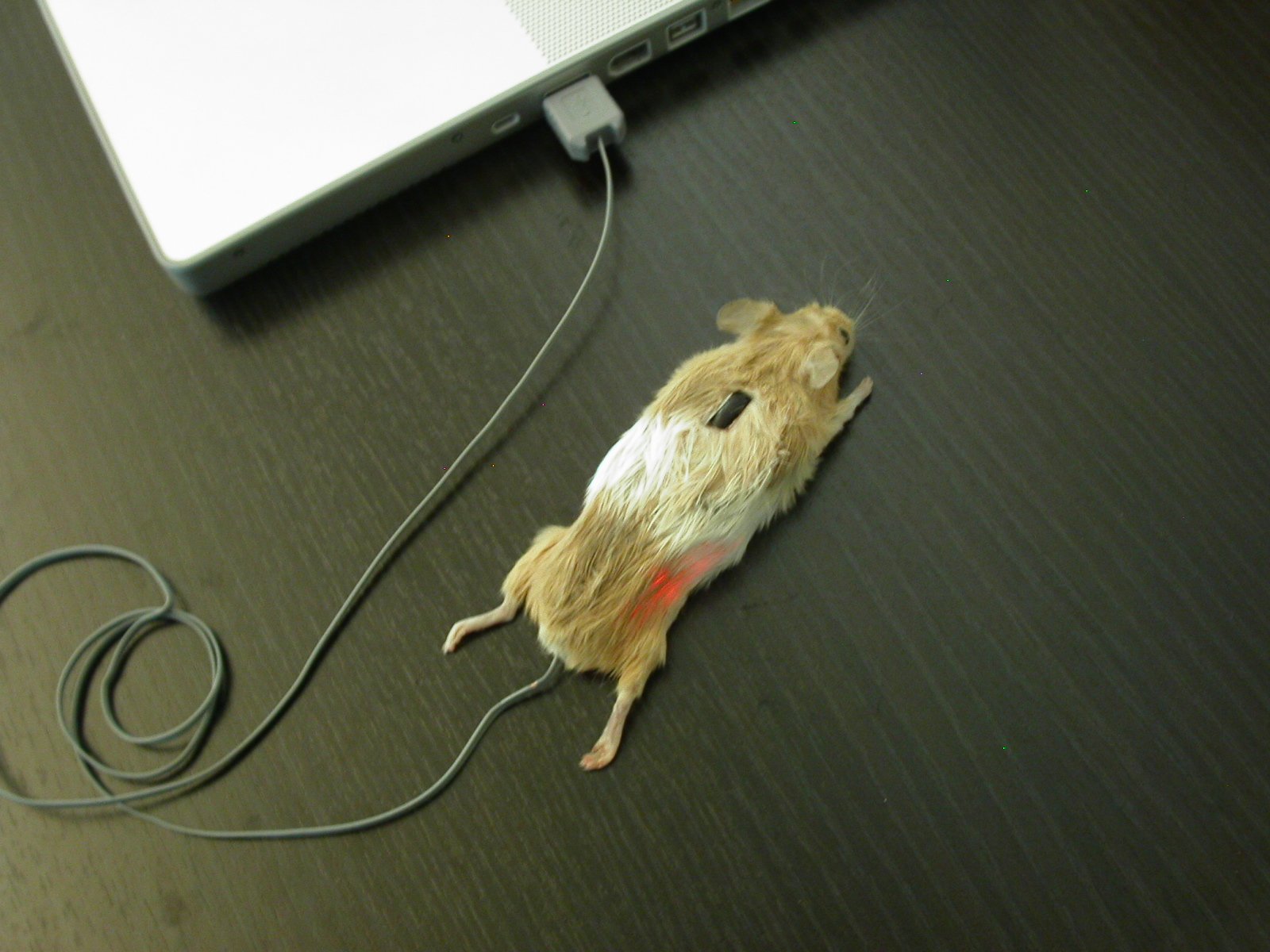 что такое крыса в пабг фото 38
