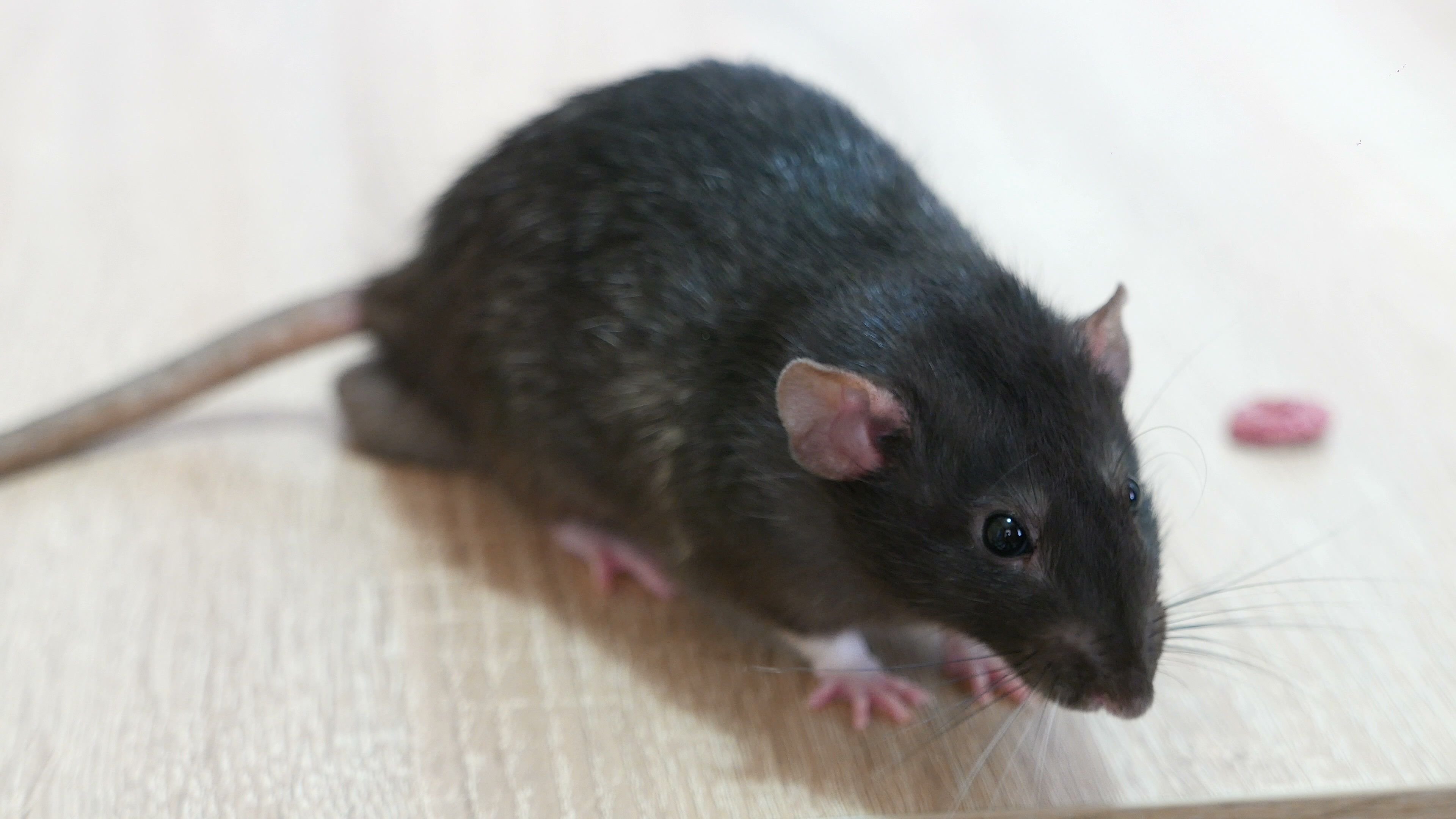 Какой тип развития характерен для серой крысы. Крыса сатин. Домашняя крыса в профиль. Декоративные крысы сатин.