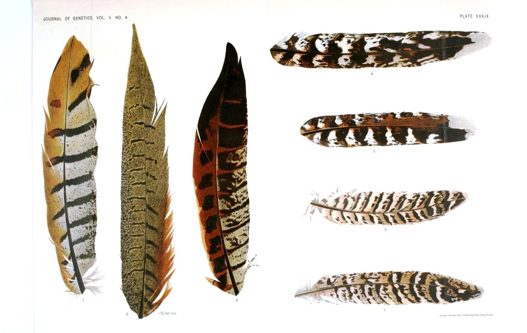 Назвать перья птиц. Перья птиц. Пятнистое перо. Разнообразие перьев птиц. Эволюция пера птицы.