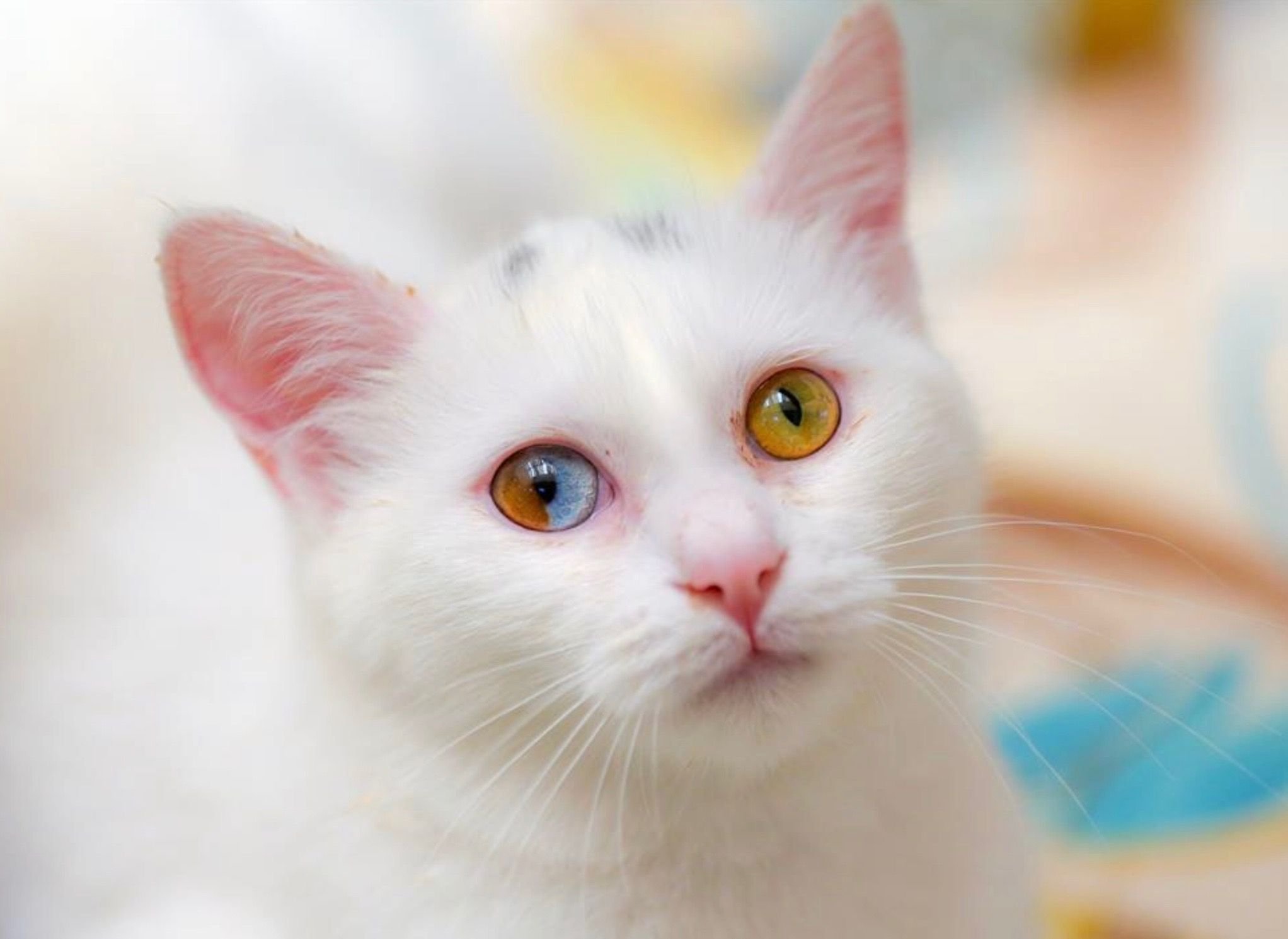 Кошка розовая глаза. Турецкий Ван кедиси. Турецкий Ван гетерохромия. Као мани порода кошек. Турецкий Ван кедиси белый.