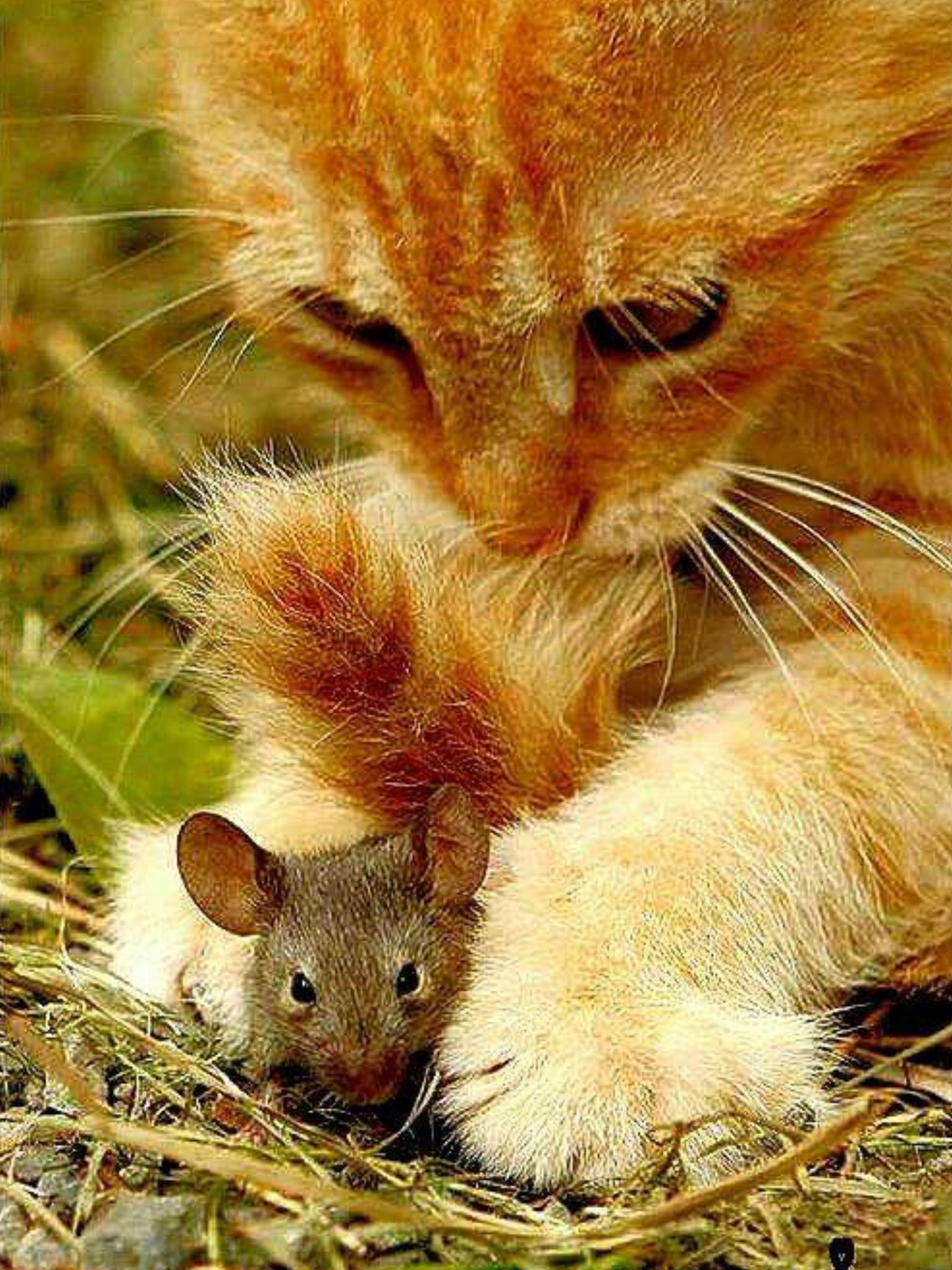 Котенок мышь. Котенок с мышкой. Рыжая мышь. Котенок и мышонок. Мы с котом.
