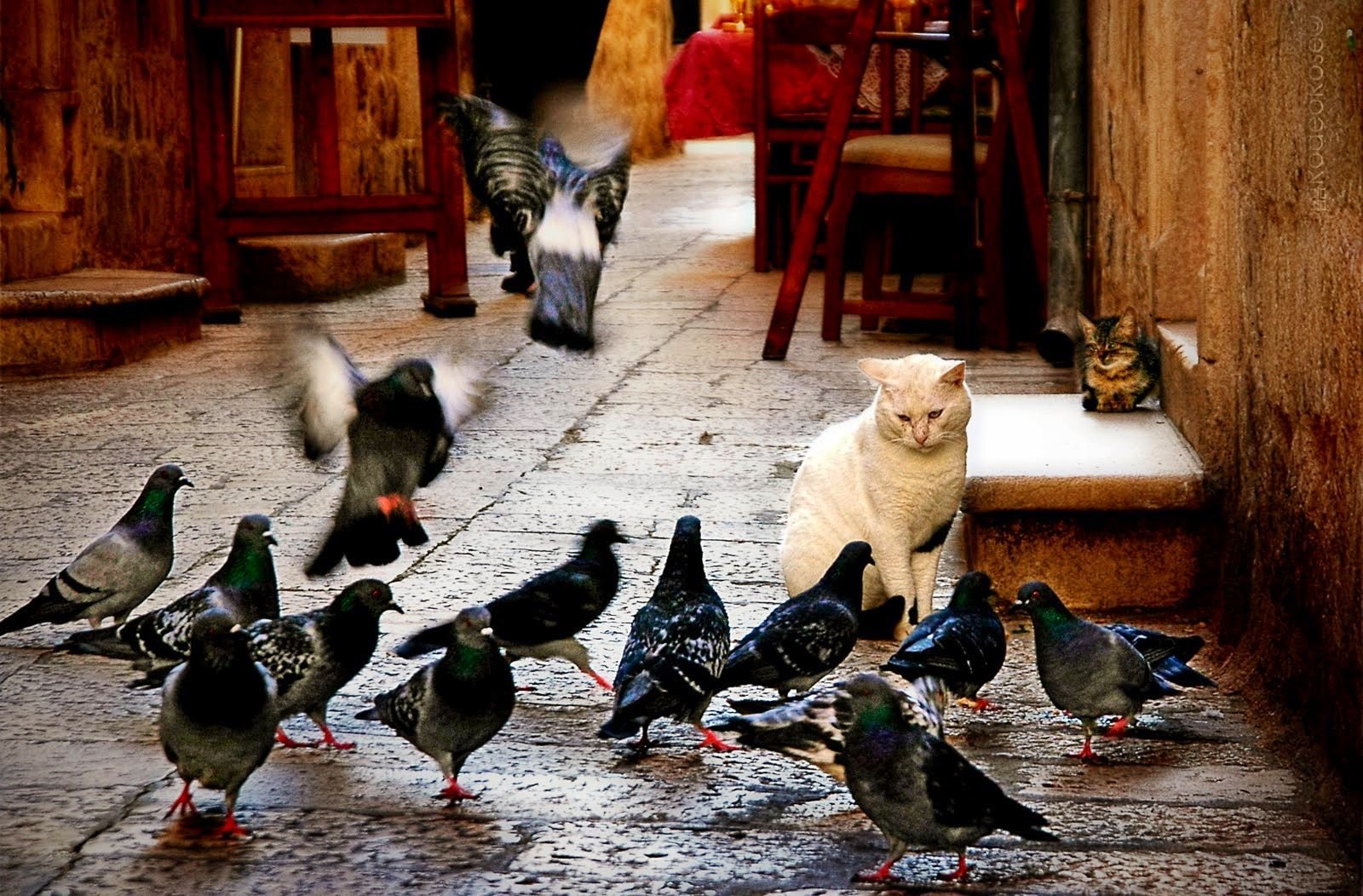 Звук птиц для кошек слушать. Кошка и голубь. Коты и птицы. Коты на голубях. Птички для кошек.