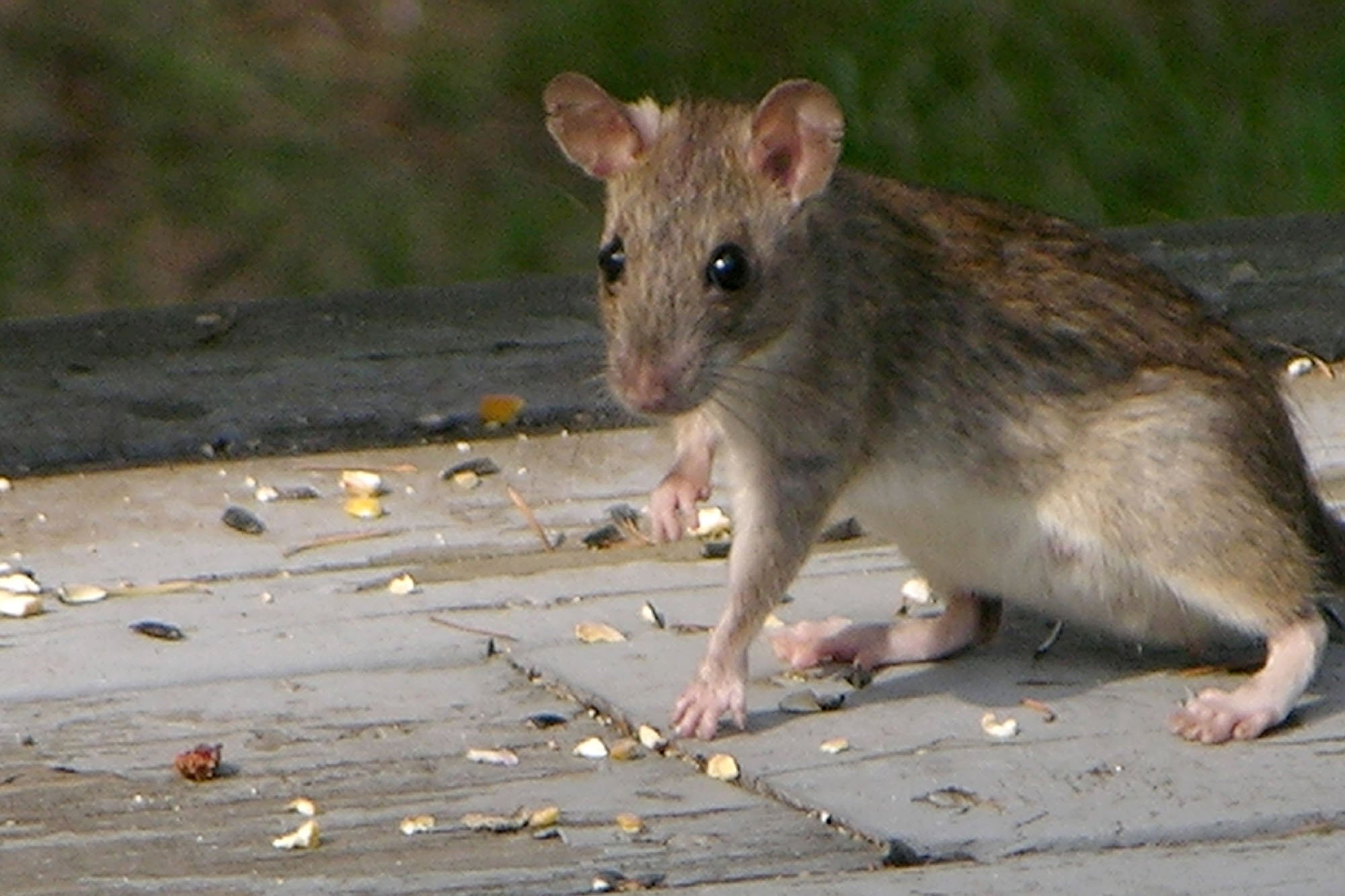 Животные похожие на мышь