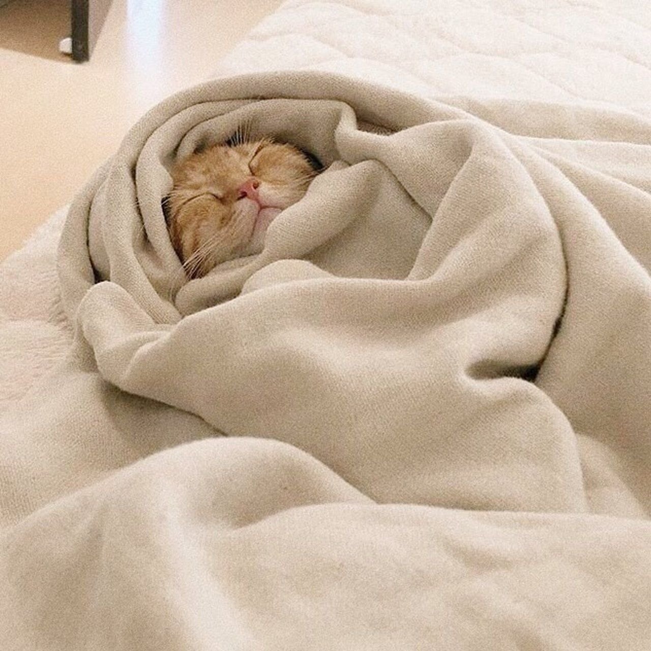 Под одеяльце. Коты в одеяле. Котик завернутый в одеяло. Котик в одеялке. Котик под одеялом.