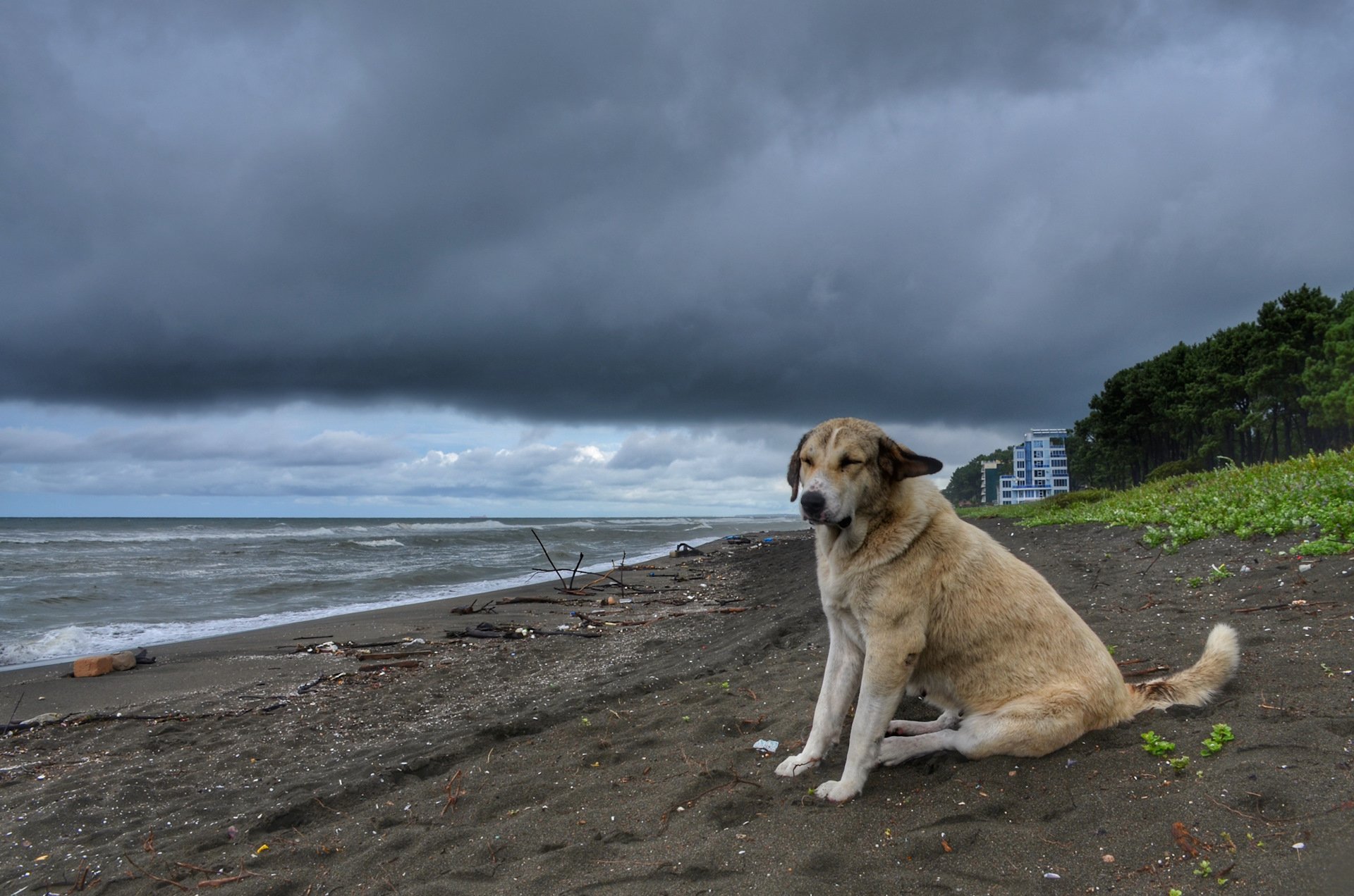 Объясните фразеологизм ждать у моря погоды. Море ждет. Ждать у моря погоды. Собачка ждет у моря. Старый пес.