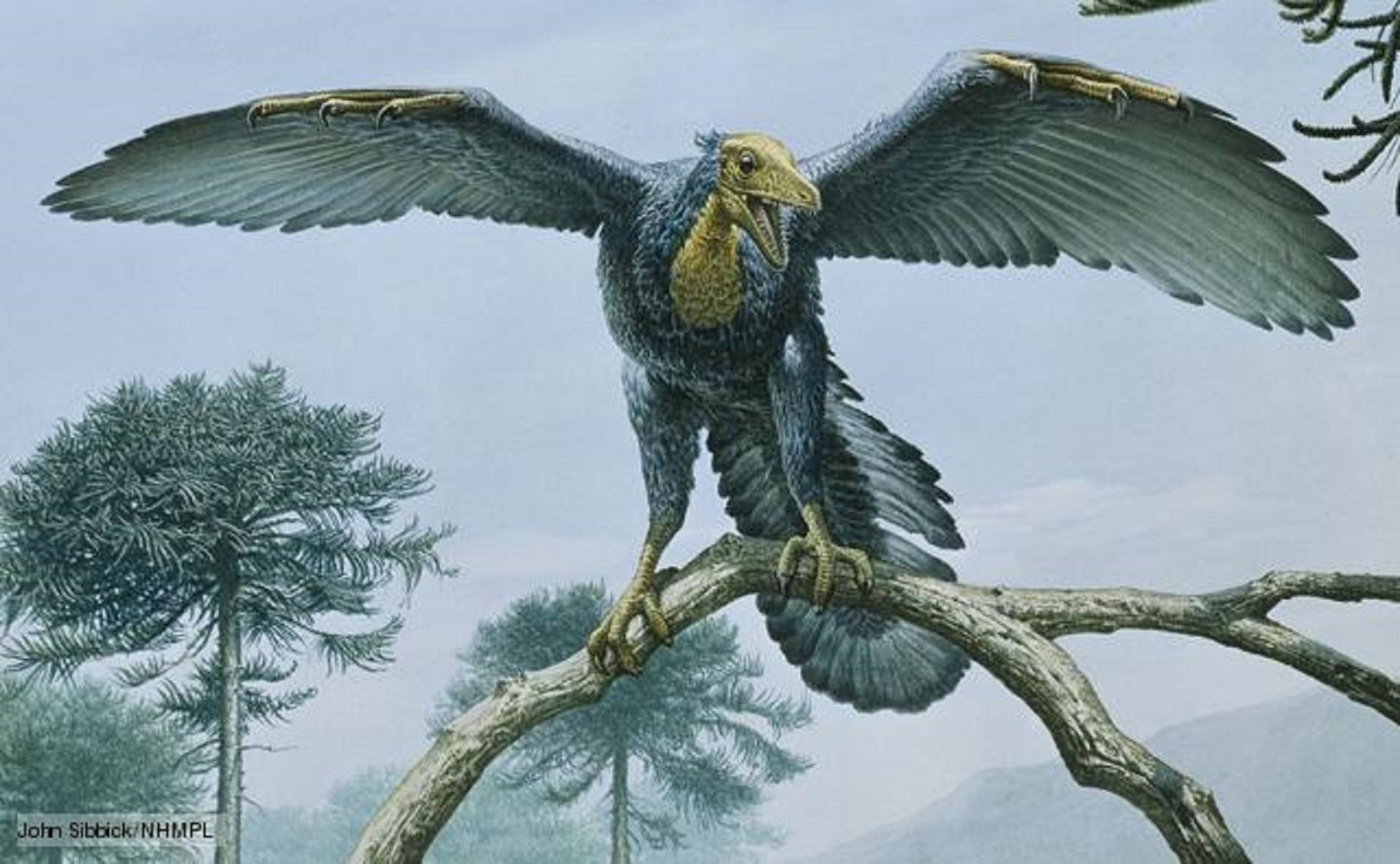 Откуда появились птицы. Мезозойская Эра Археоптерикс. Динозавр птица Археоптерикс. Археоптерикс Эволюция птиц. Предок птиц Археоптерикс.