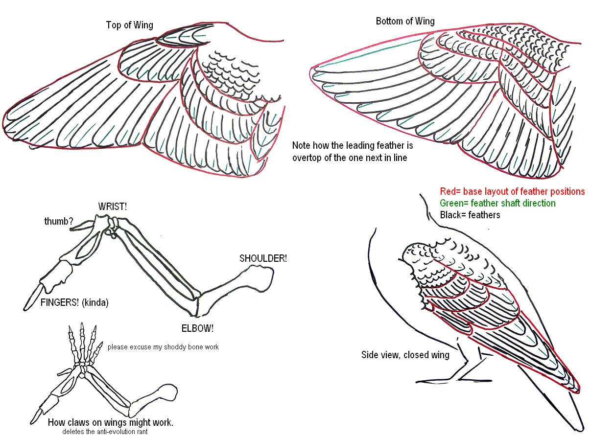 Типы крыльев у птиц. Строение крыла птицы скелет. Крыло птицы строение оперения. Крыло птицы строение референс. Оперение птиц схема.