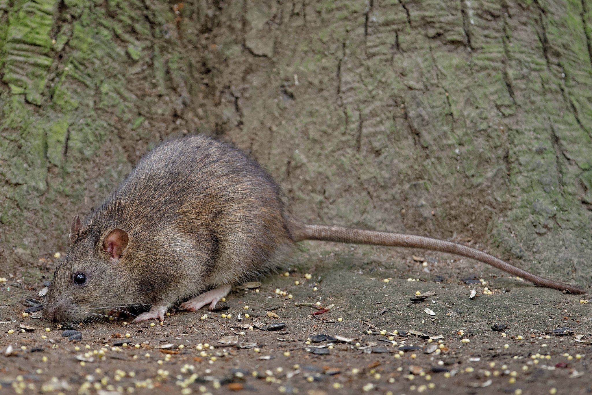 Обыкновенная серая крыса. Серая крыса Пасюк. Серая крыса (Rattus norvegicus berkenhout, 1769). Серая крыса Rattus norvegicus. Туркестанская крыса.
