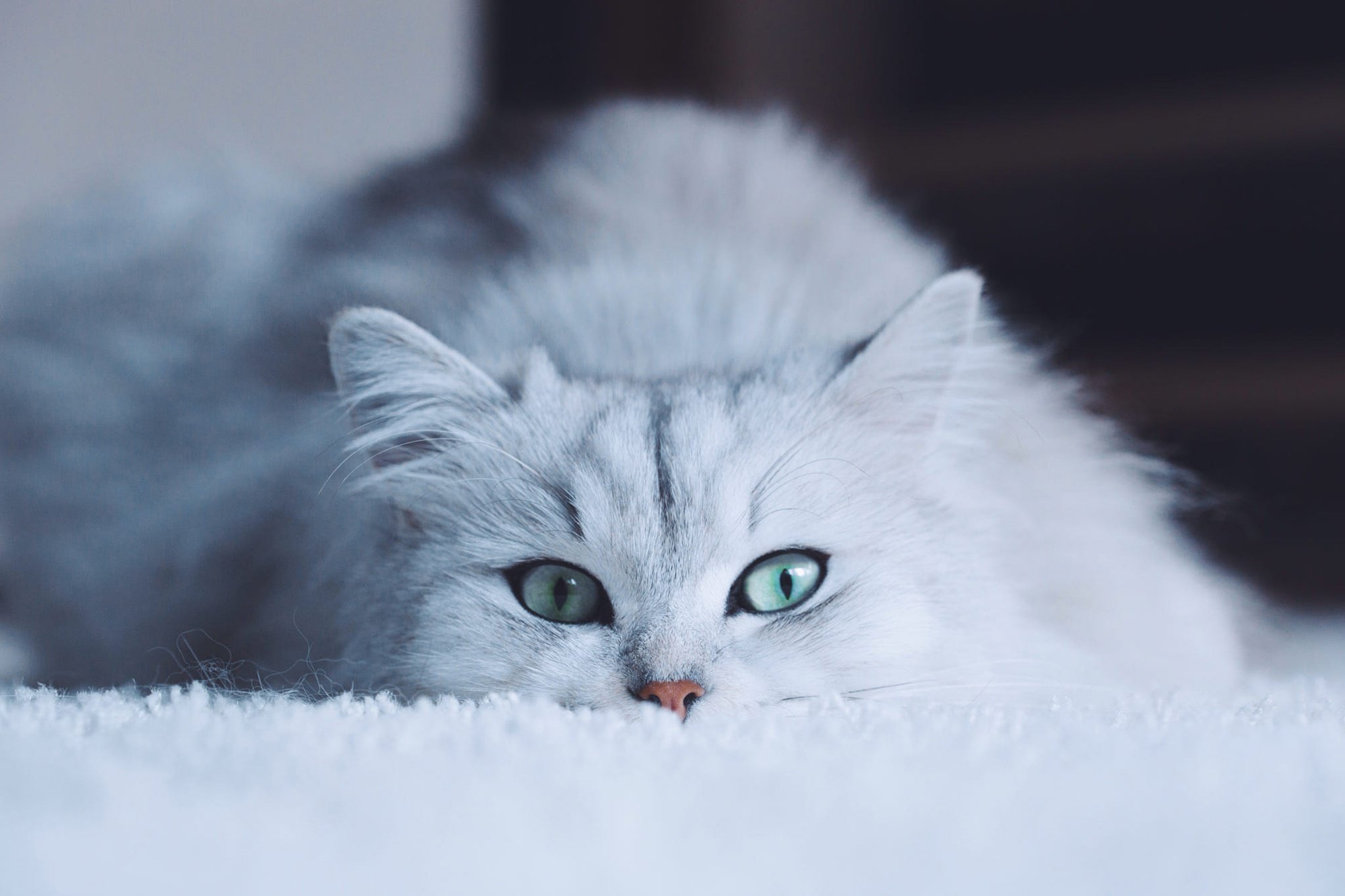 Белая киса. Красивые кошечки. Белый котёнок с голубыми глазами. Красивый кот с голубыми глазами. Красивая белая кошка.