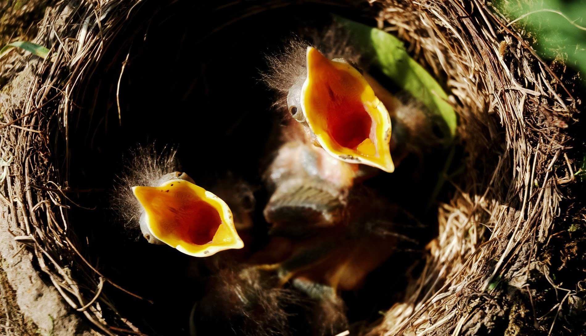 Гнезда разных птиц. Кукушонок желторотик. Гнездо гнездо зарянки птенец. Птенец щегла слеток. Птица шалашник самка.