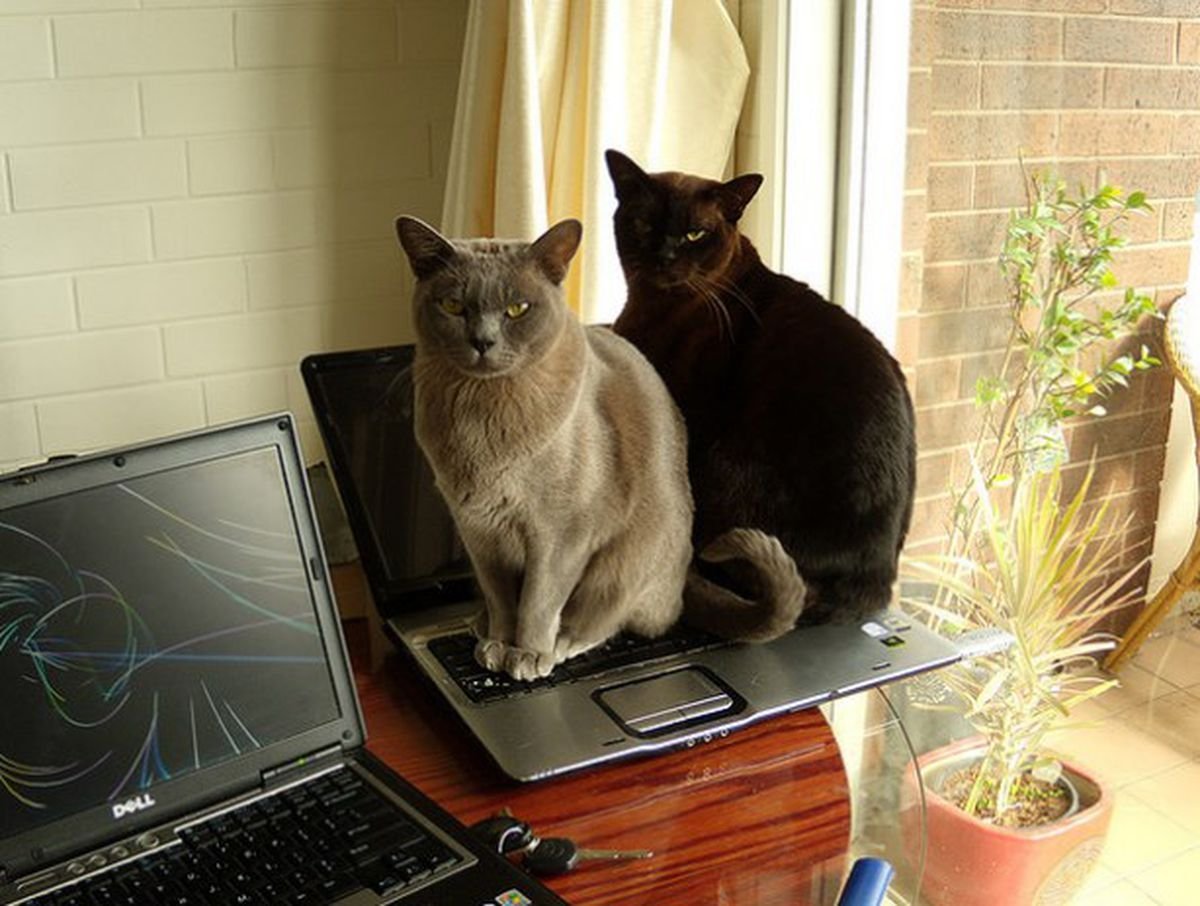 3 кота работают. Компьютерный кот. Кот с ноутбуком. Кошка и компьютер. Котик с компьютером.