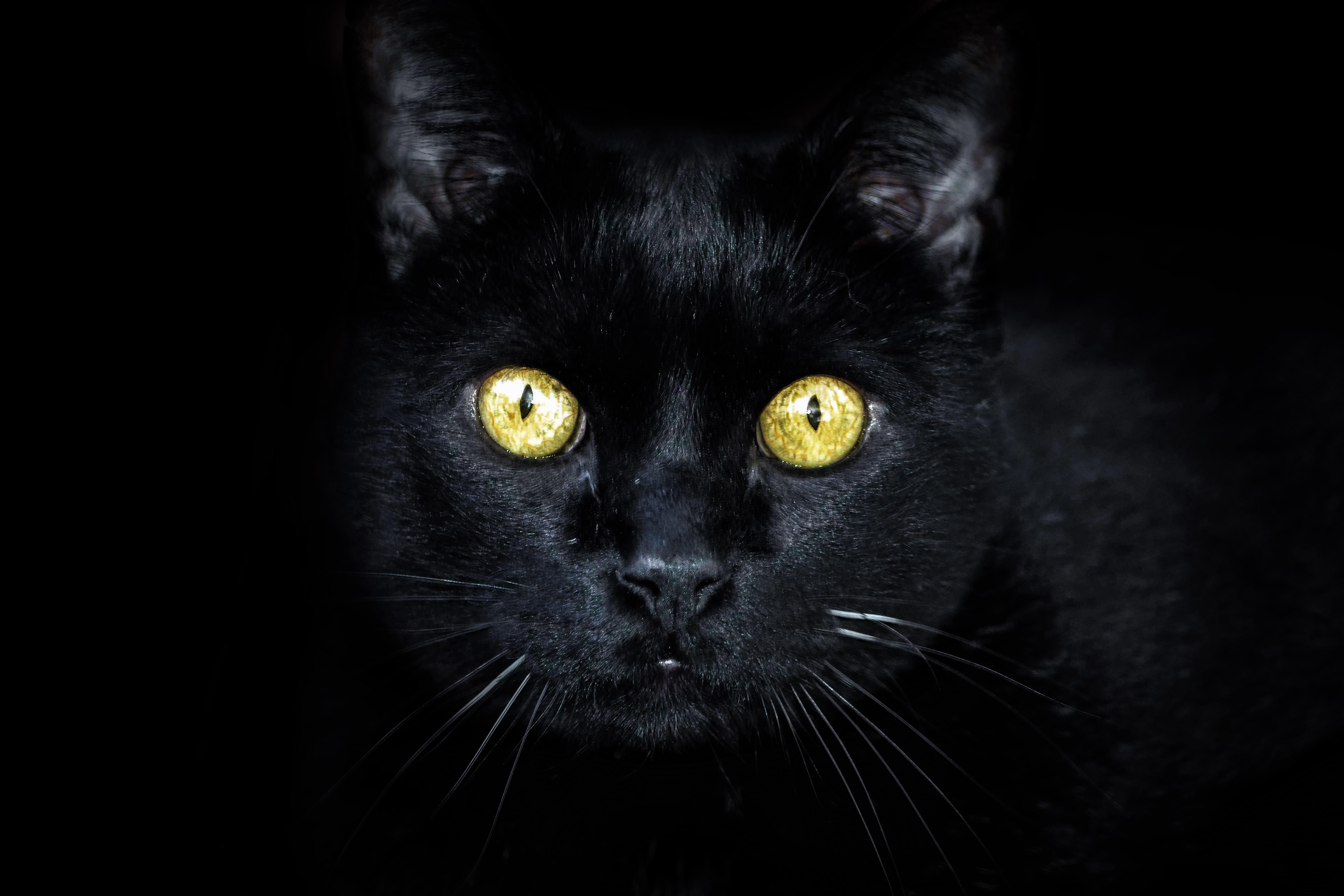 Черные кошка 13. Бомбейская кошка. Бомбейская кошка длинношерстная. Черные коты. Кошка с желтыми глазами.