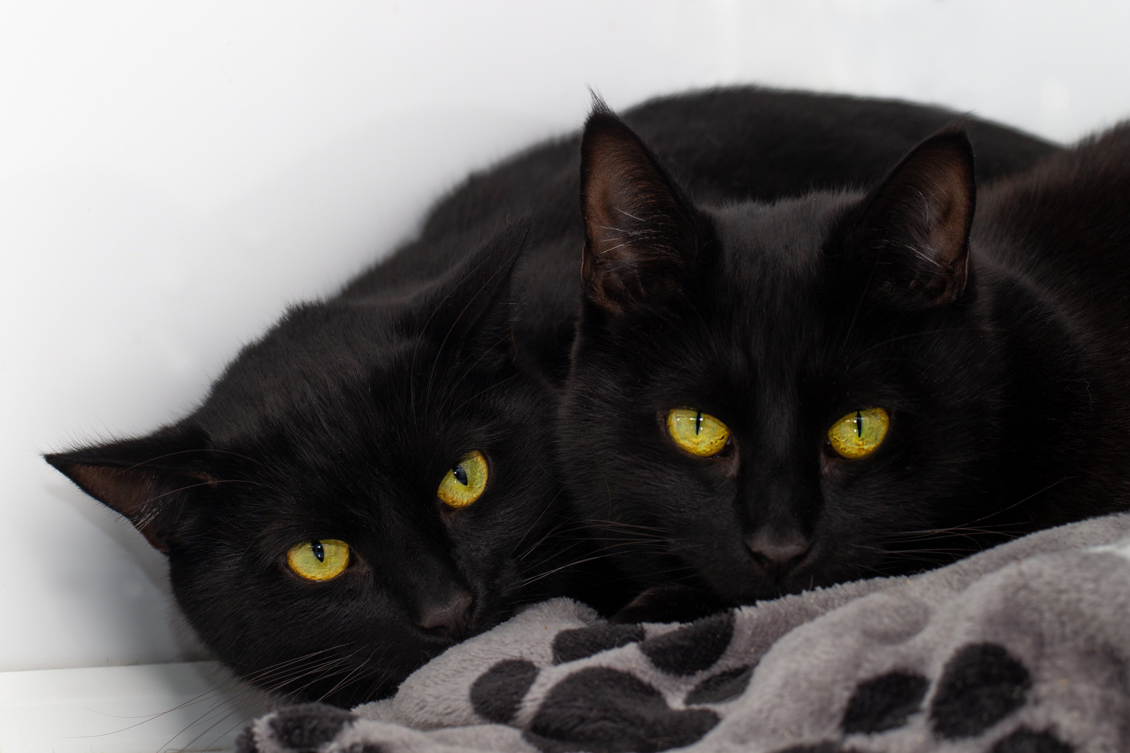 Черная кошка россия. Бомбейская кошка. Бомбейская кошка пушистая. Бомбейская кошка черно белая. Красивая черная кошка.