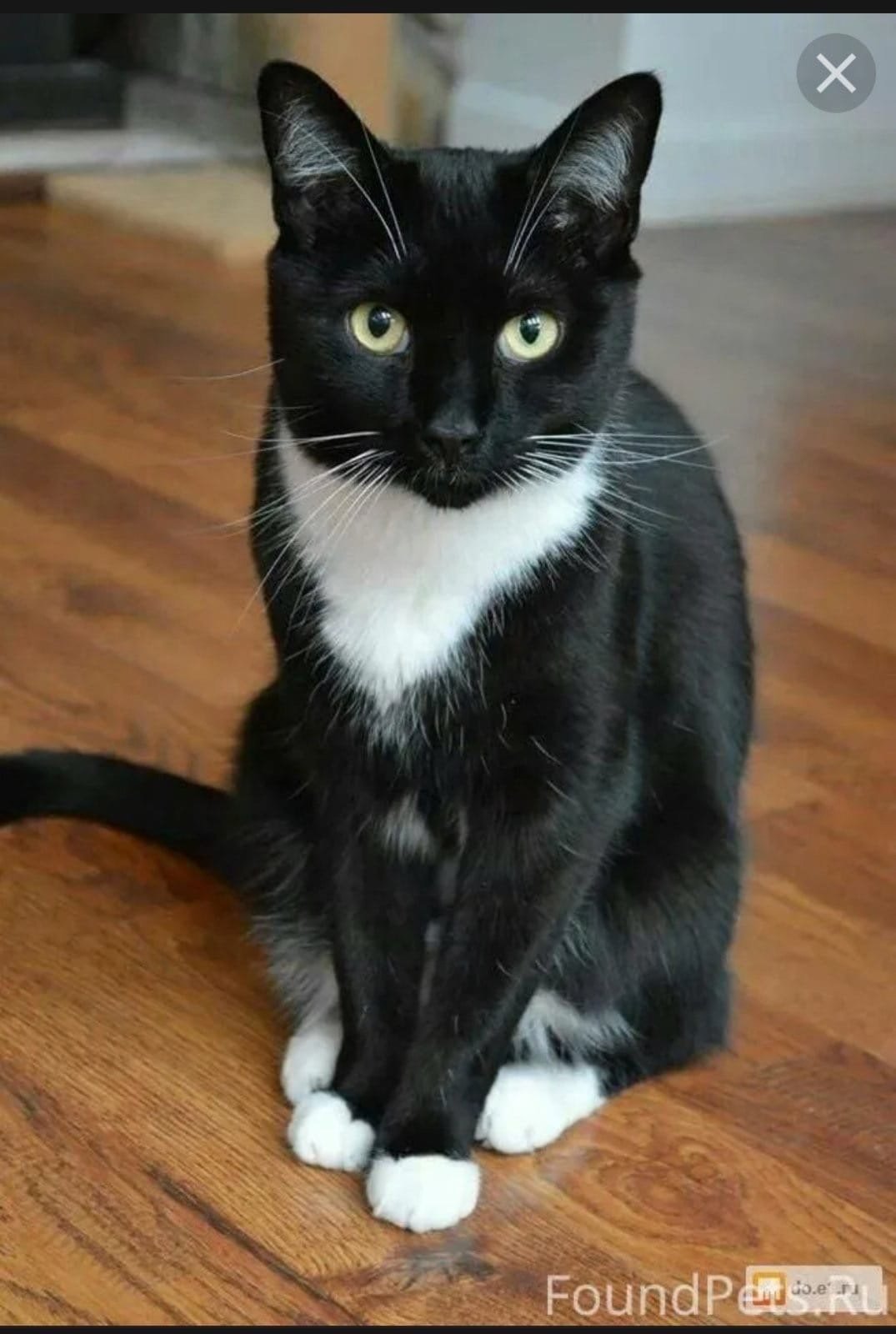 Порода черно белых кошек с фотографиями. Бомбейская кошка черно белая. Бомбейская кошка с белой грудкой. Бомбейская чёрная кошка с белой грудкой. Порода кошек Бомбейская черная с белой грудкой.