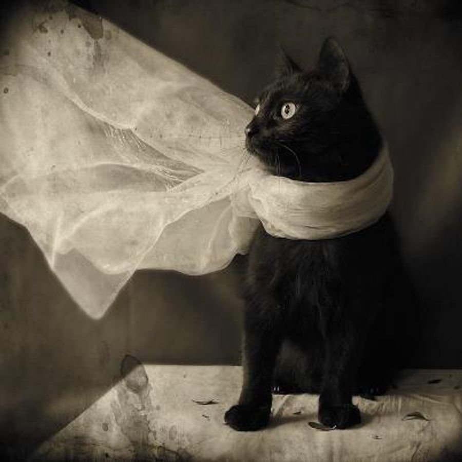 Белый галстук у черного кота 7 букв. Кот в шарфе. Чёрный котик в шарфе. Белый кот с шарфом. Чёрный кот с платком.