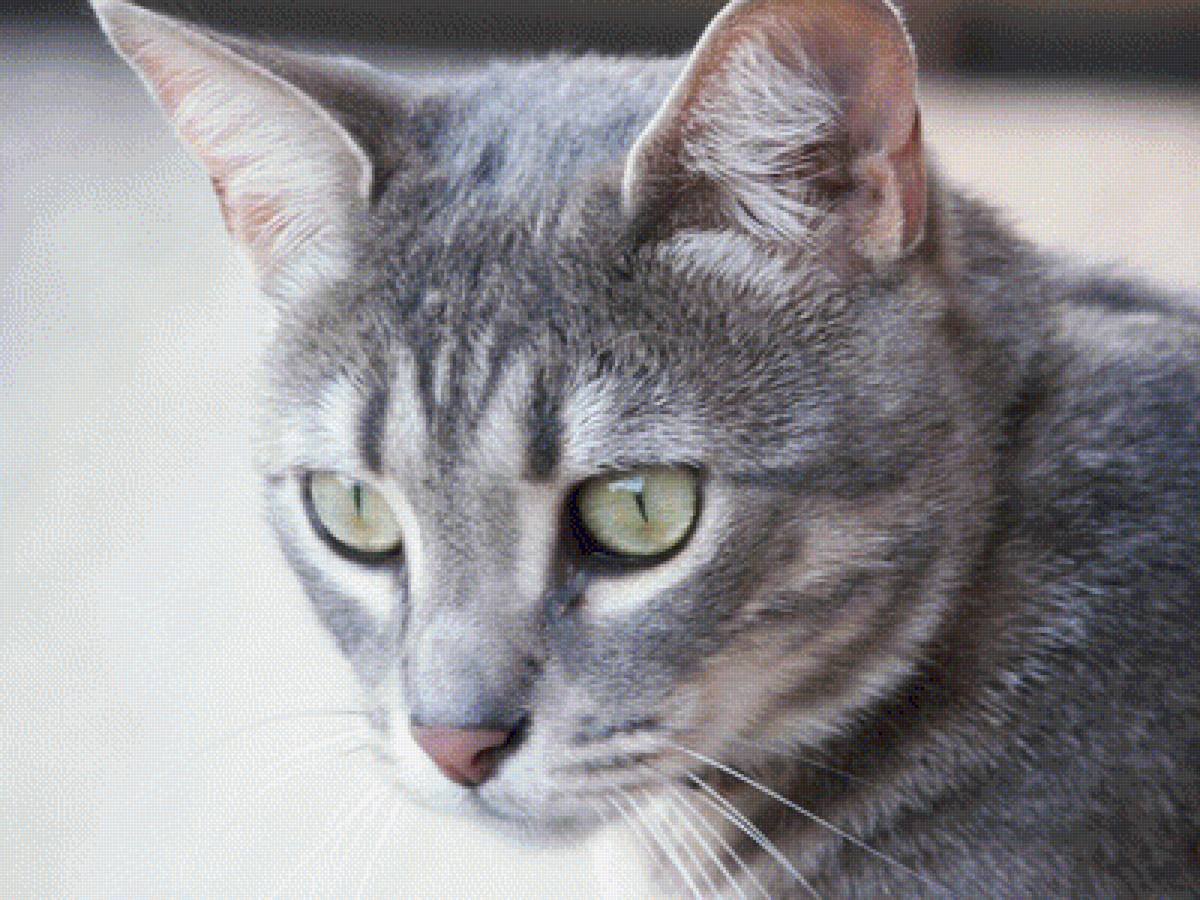Порода кошек серого окраса. Сибирская короткошерстная кошка серая. Ориентальная короткошерстная кошка. Дымчатый европейская короткошерстная кошка. Европейская голубая короткошерстная кошка.