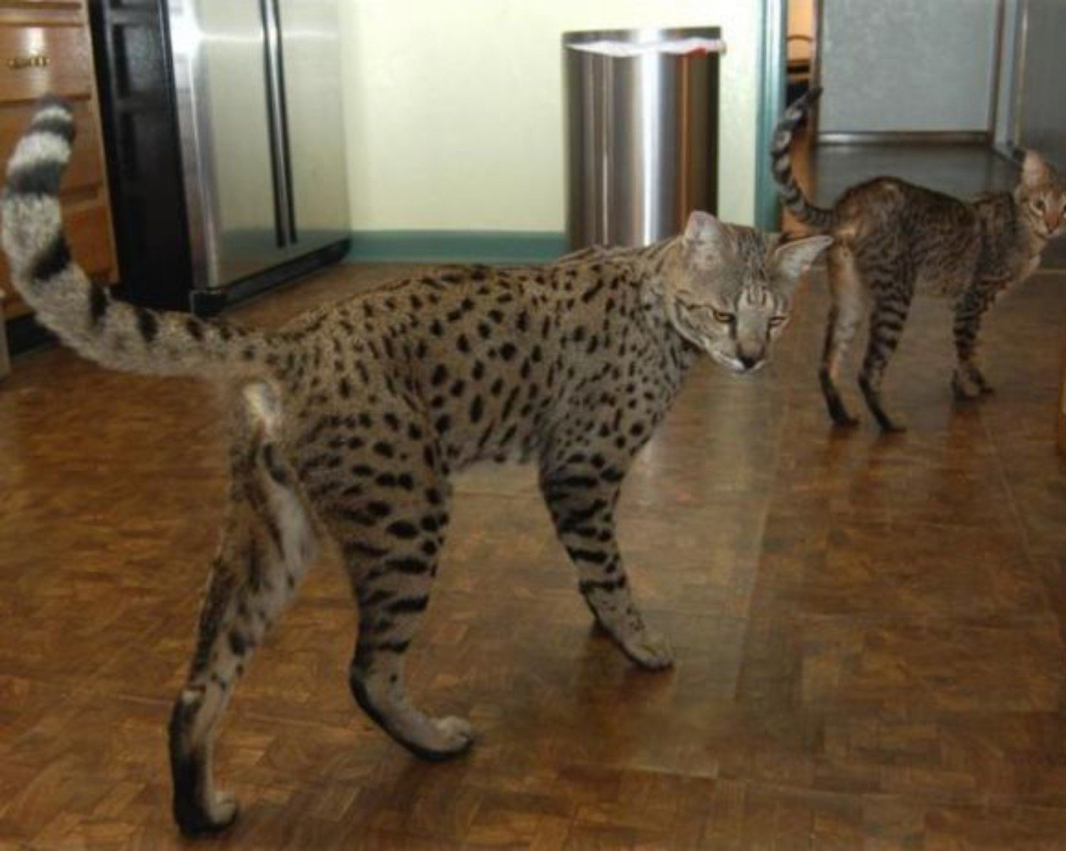 Большие породы кошек цена. Мейн кун Ашера. Саванна кошка. Сервал Ашера. Саванна кошка большая.