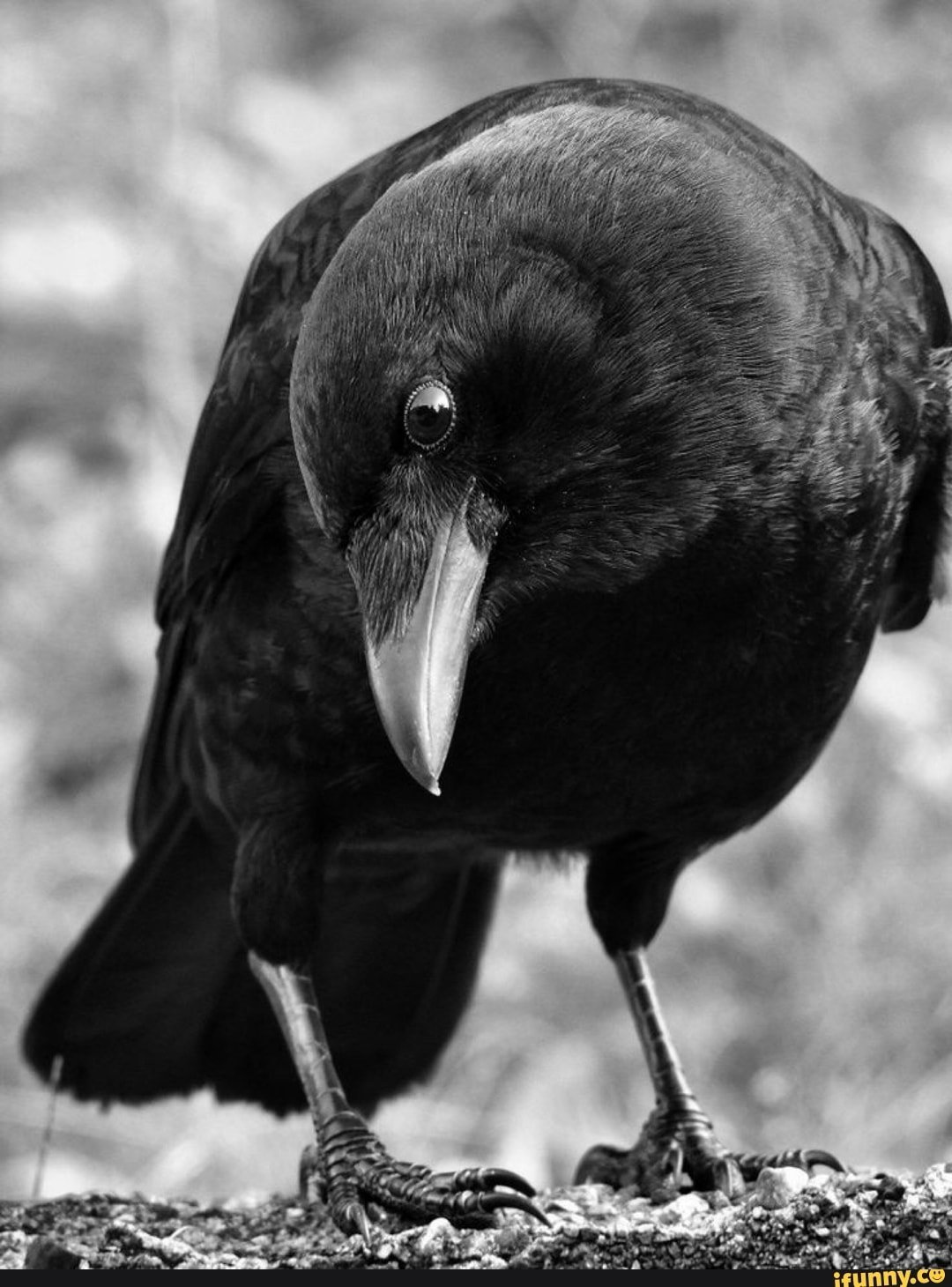Огромные черные птицы. Белоклювый ворон. Ворона птица. Черная птичка. Черная птица с черным клювом.